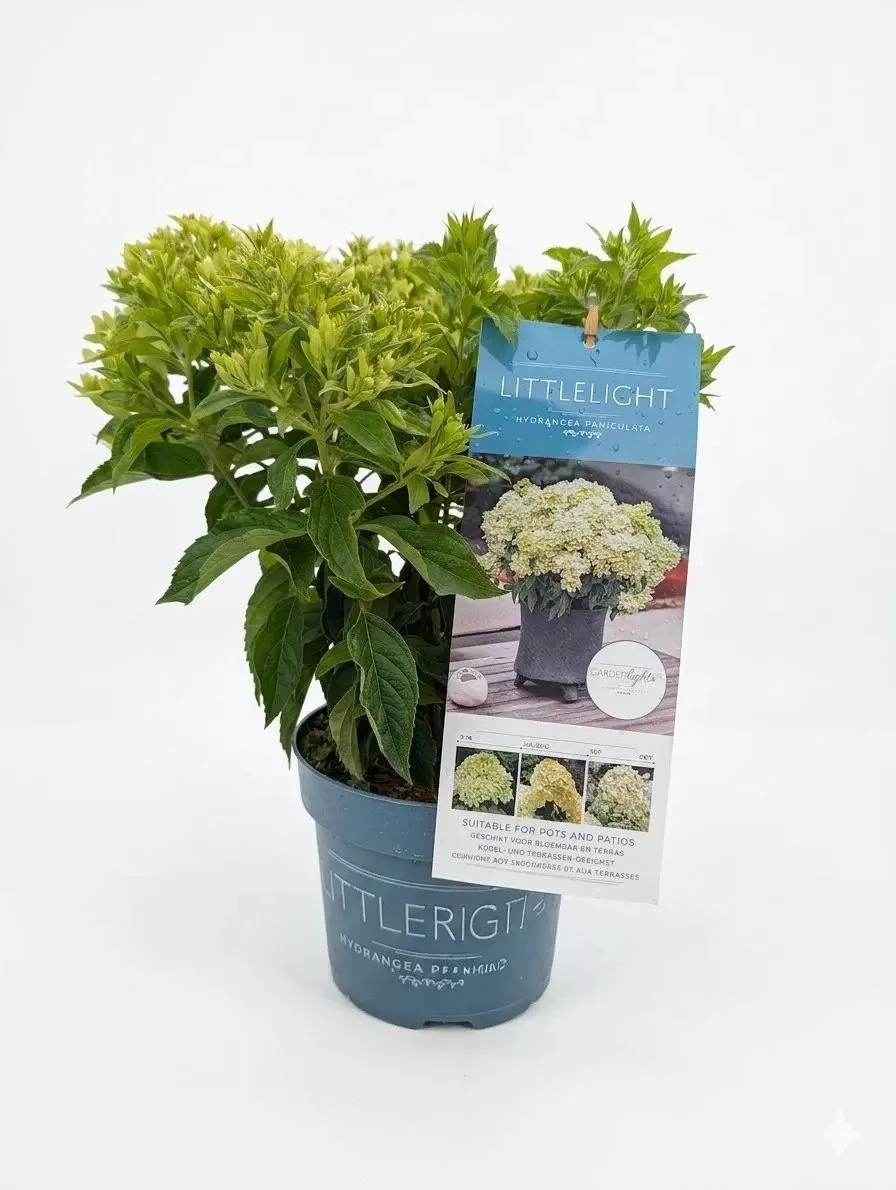 Hydrangea Paniculata.jpg
