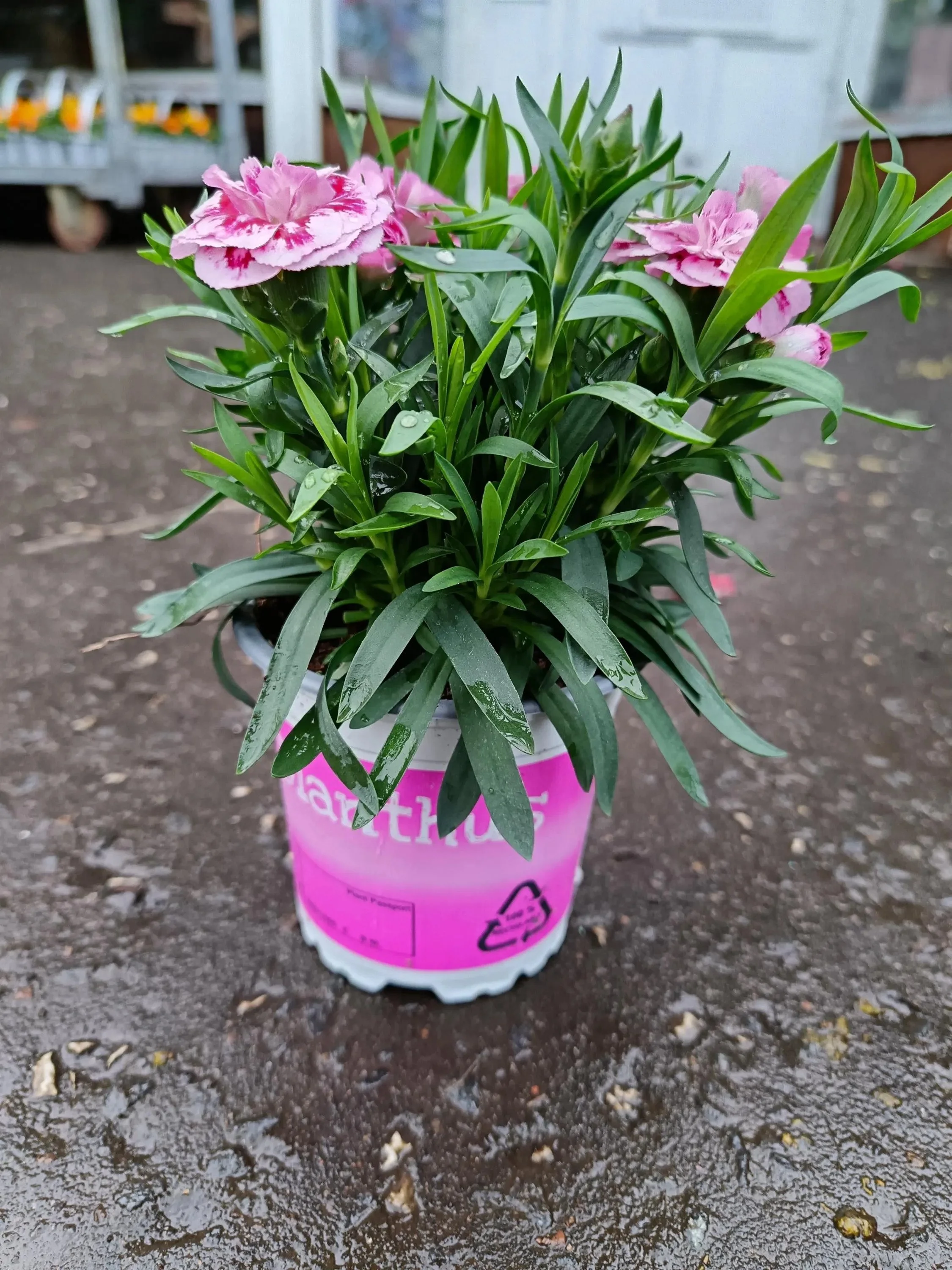 Dianthus_Plants-1.jpg