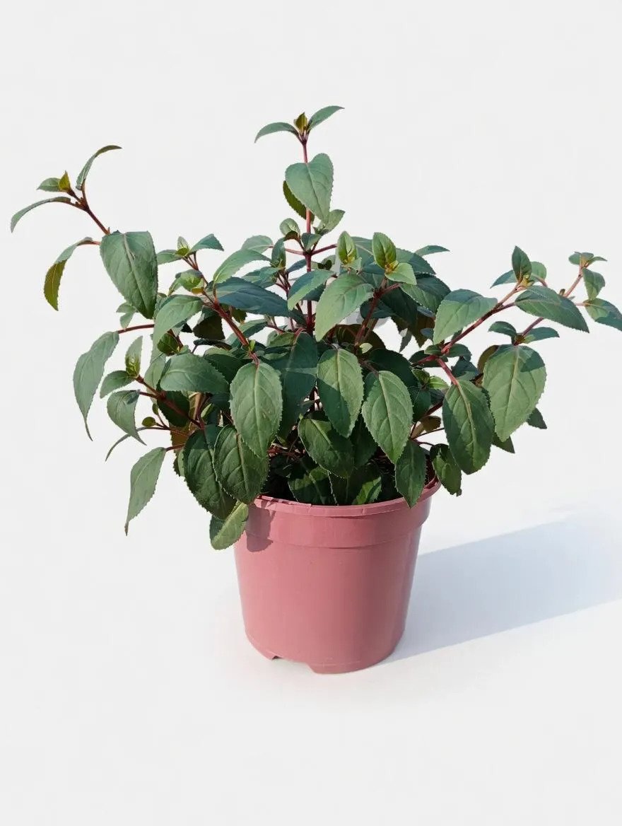 Pink_Purple_Fuchsia_Plants-7.jpg