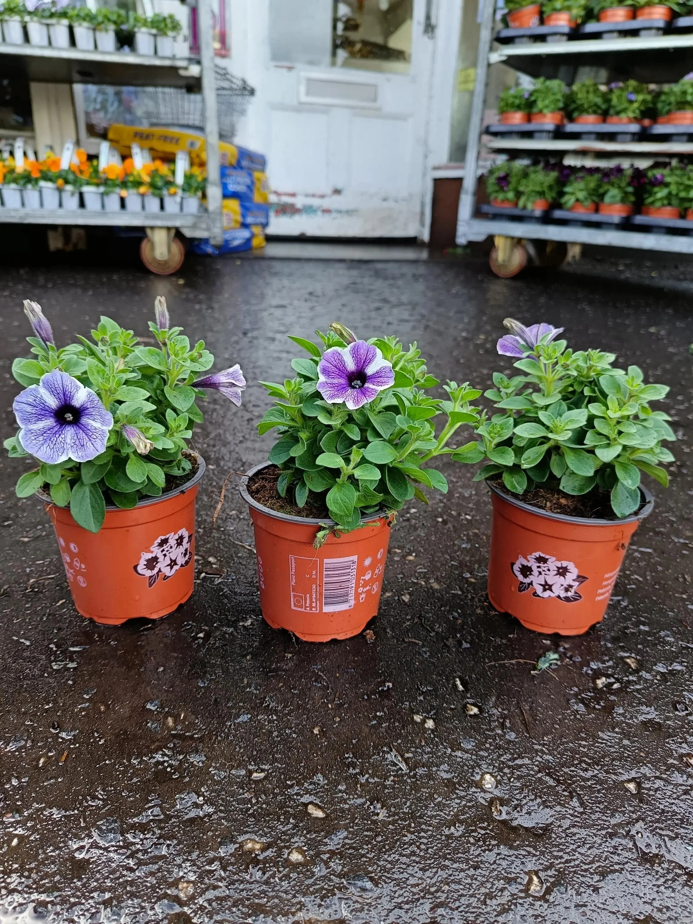 Petunia_Plants-2.jpg