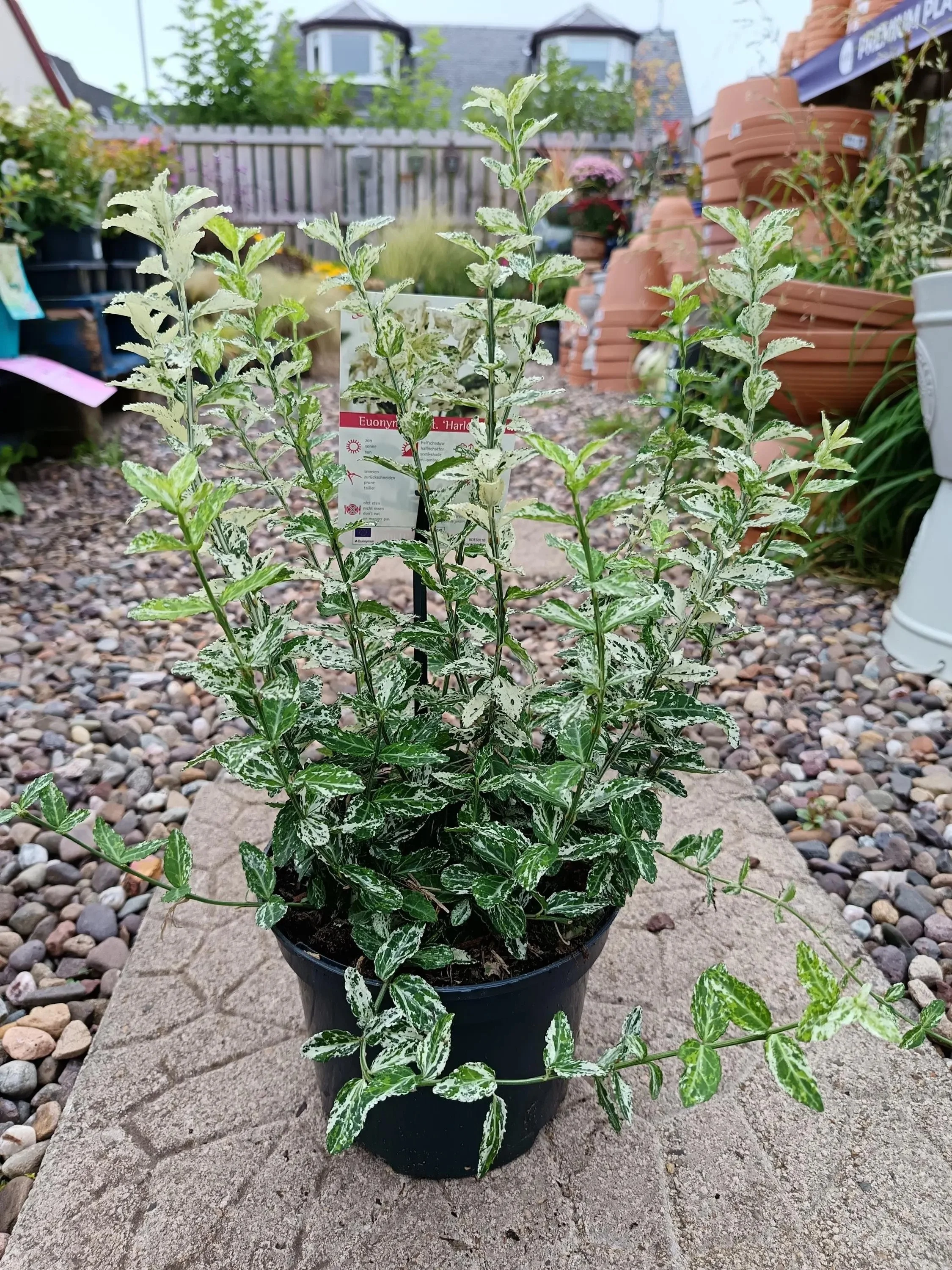 Euonymus_Japonicus-4.jpg
