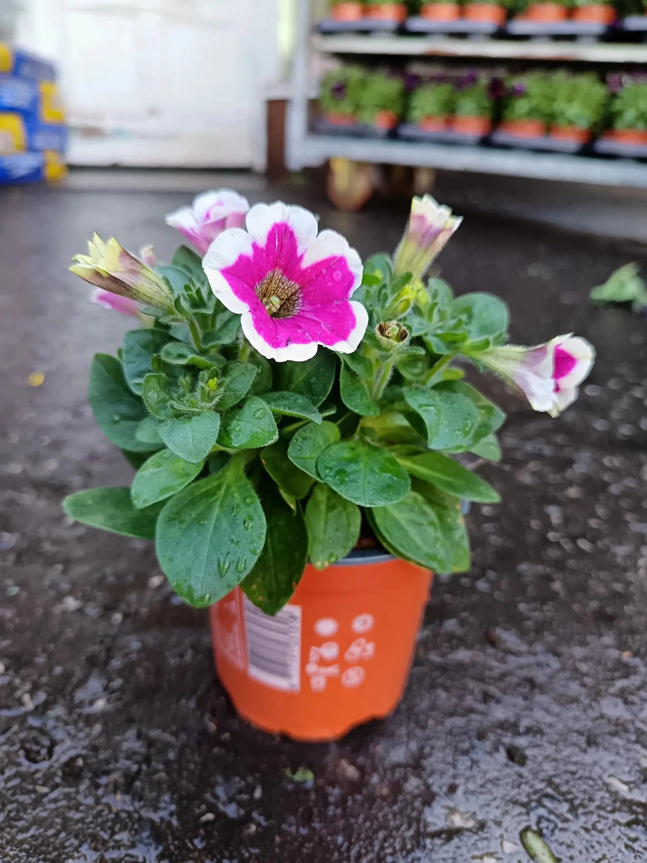 Petunia_Plants-15.jpg