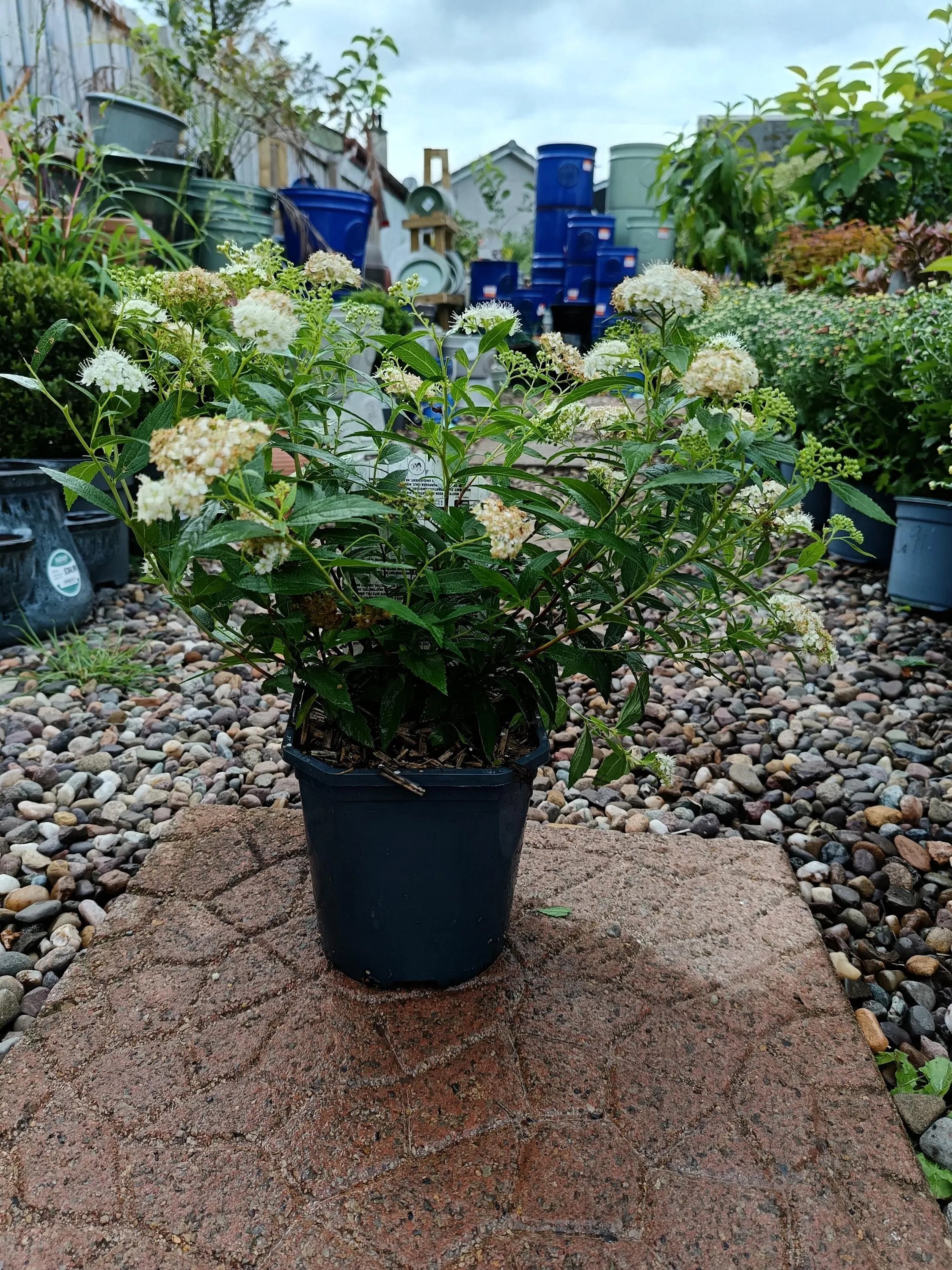 Spirea_Shrub.jpg