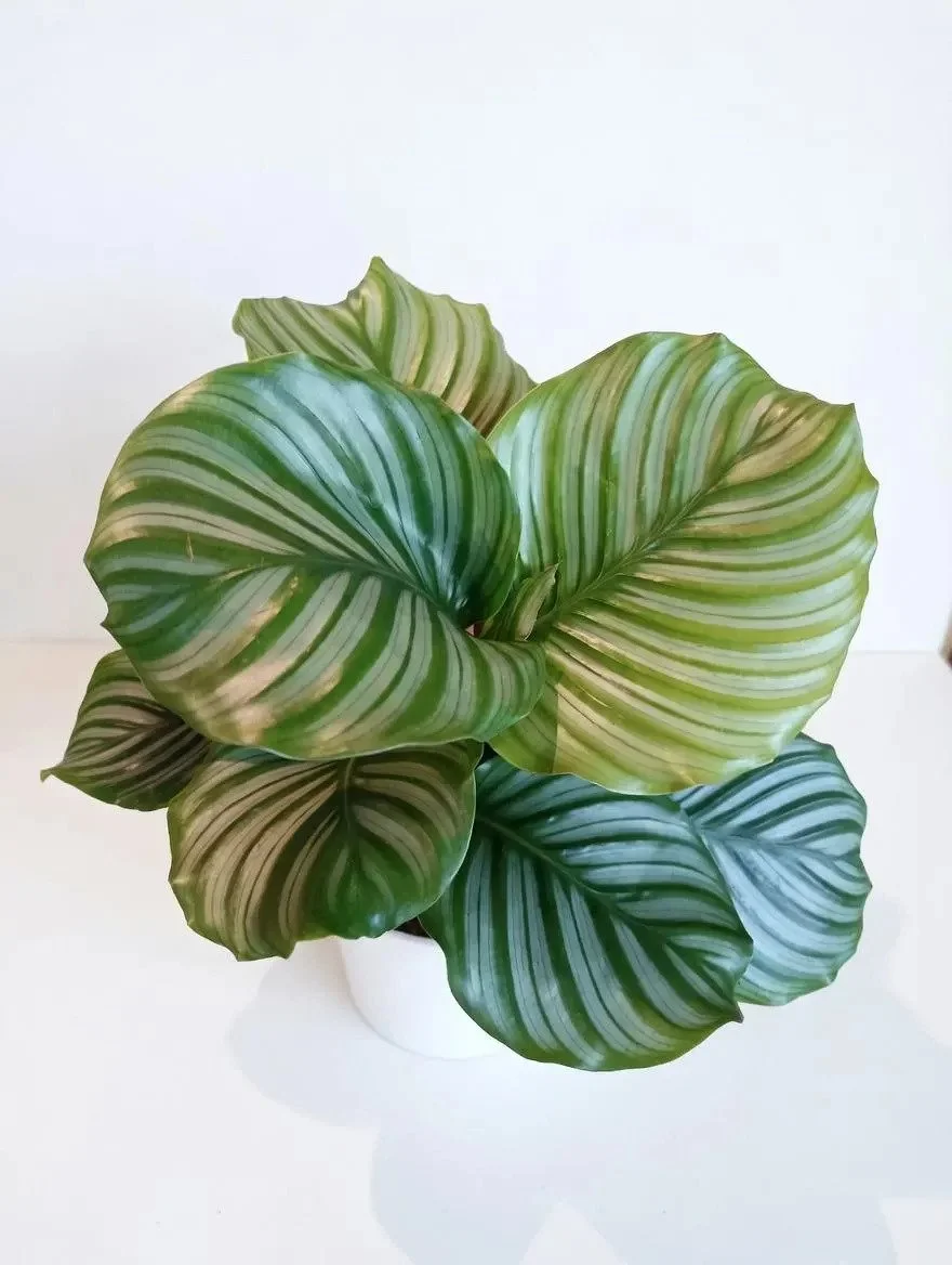 Calathea_Orbifolia-4.jpg