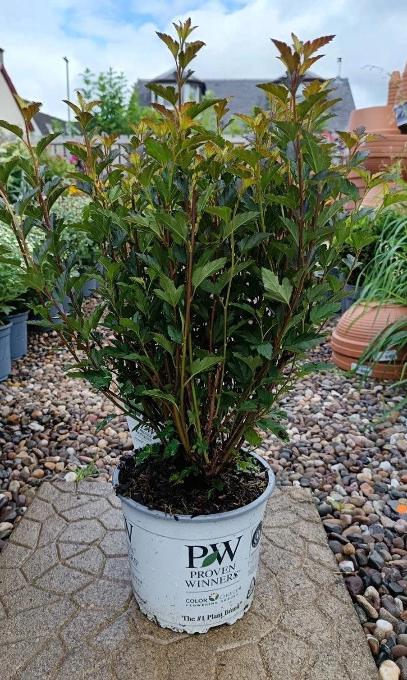Physocarpus 'Tiny Wine' Ninebark Shrub (3L Pot)