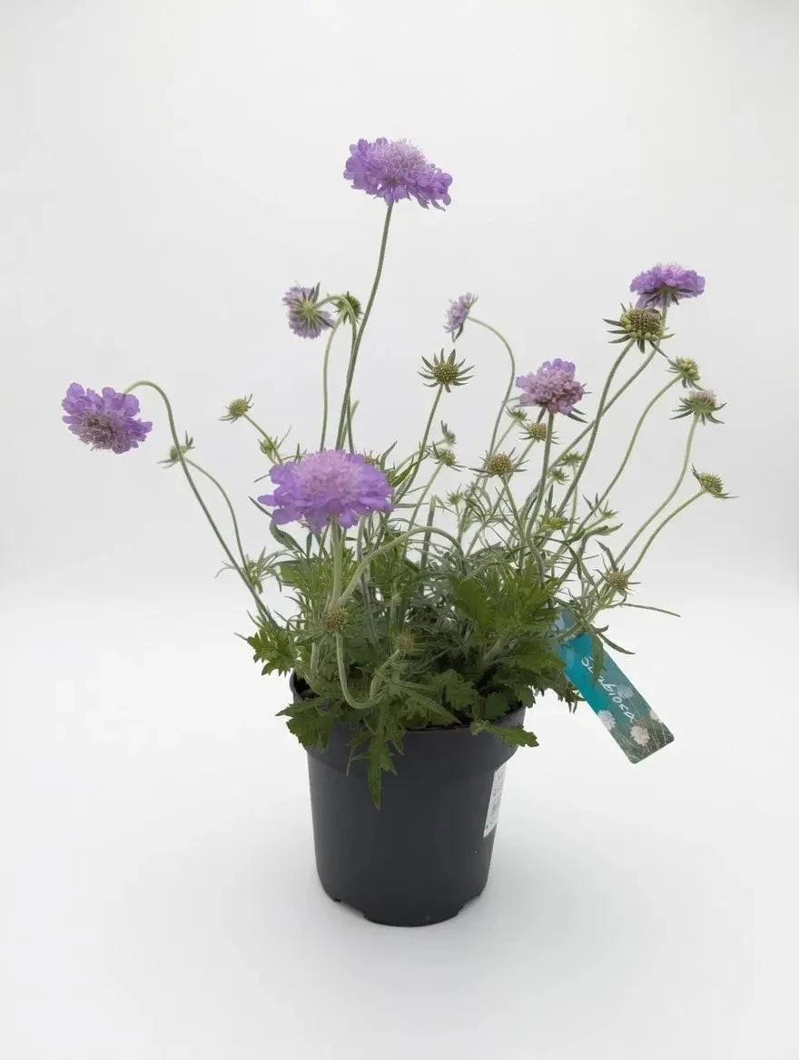 Purple_Scabiosa_Plant.jpg