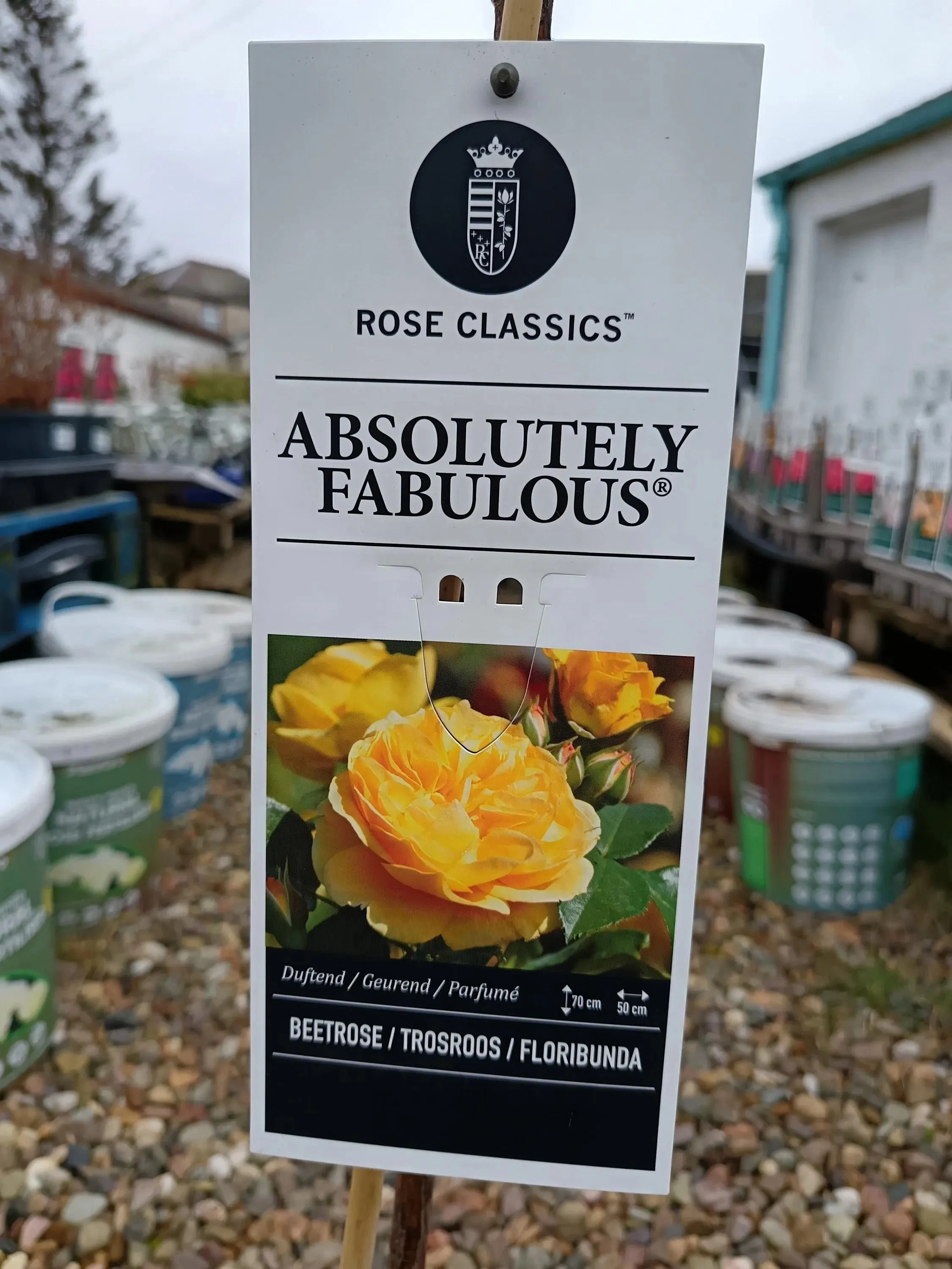 Garden_Roses_ 5L_Pot-Absolutely Fabulous.jpg