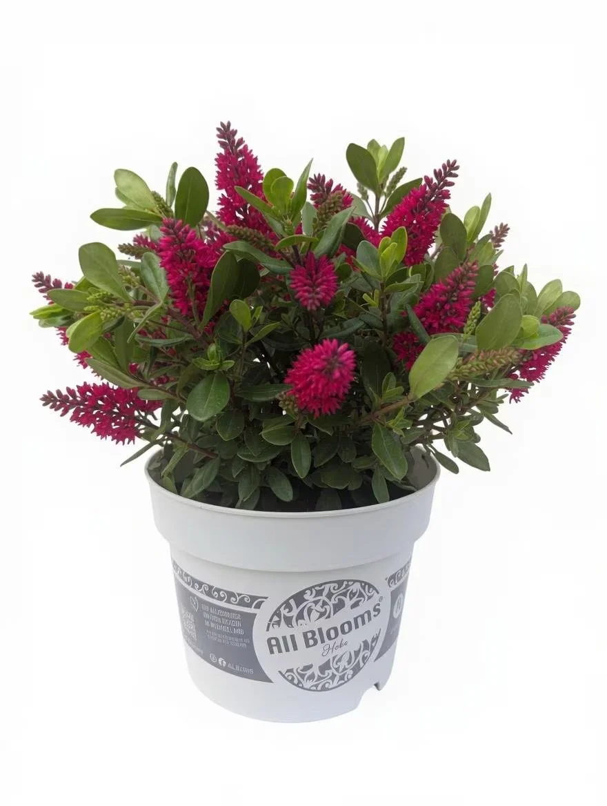 Hebe_Evergreen_Shrub_Plant-2L-1.jpg