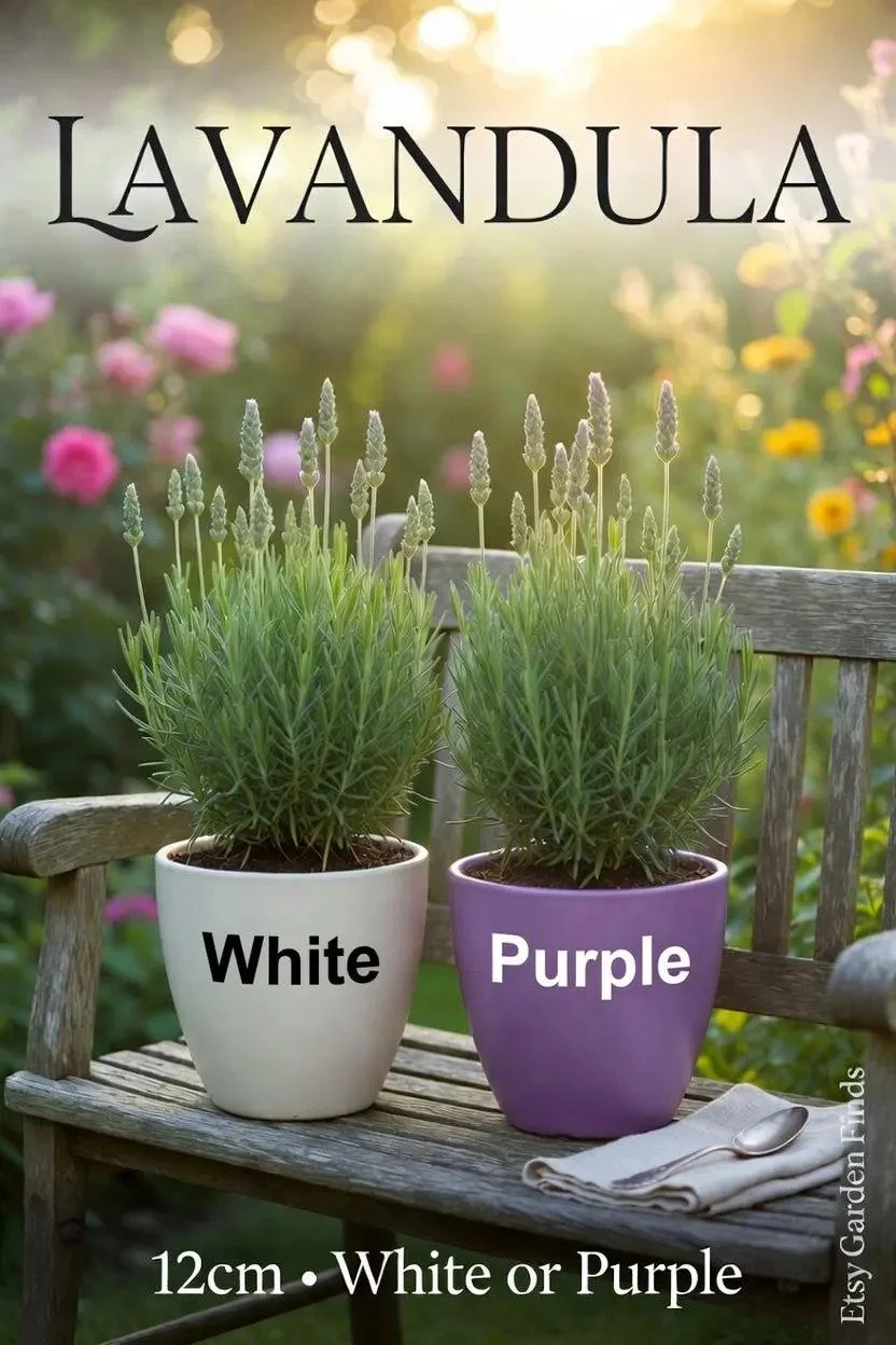 Live English Lavender Plant (12cm Pot) - Choice of White or Purple