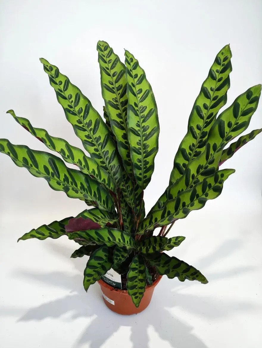 Calathea_Lancifolia-1.jpg