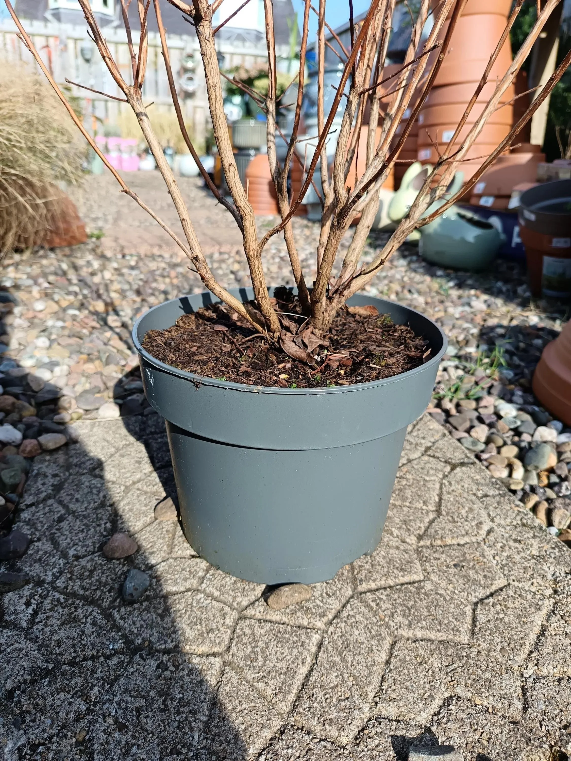 Azalea_Mollis_Deciduous-5.jpg