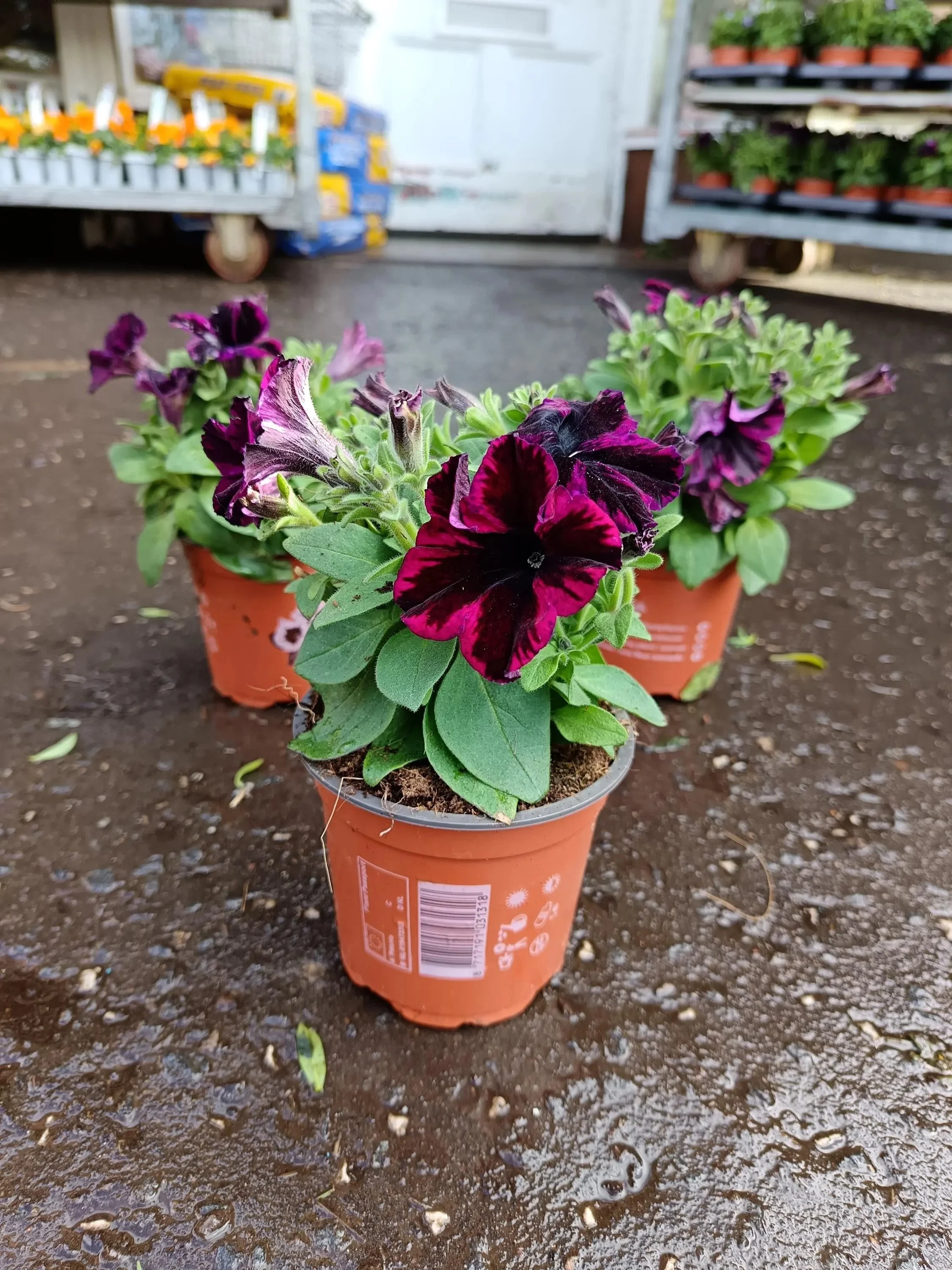 Petunia_Plants-12.jpg