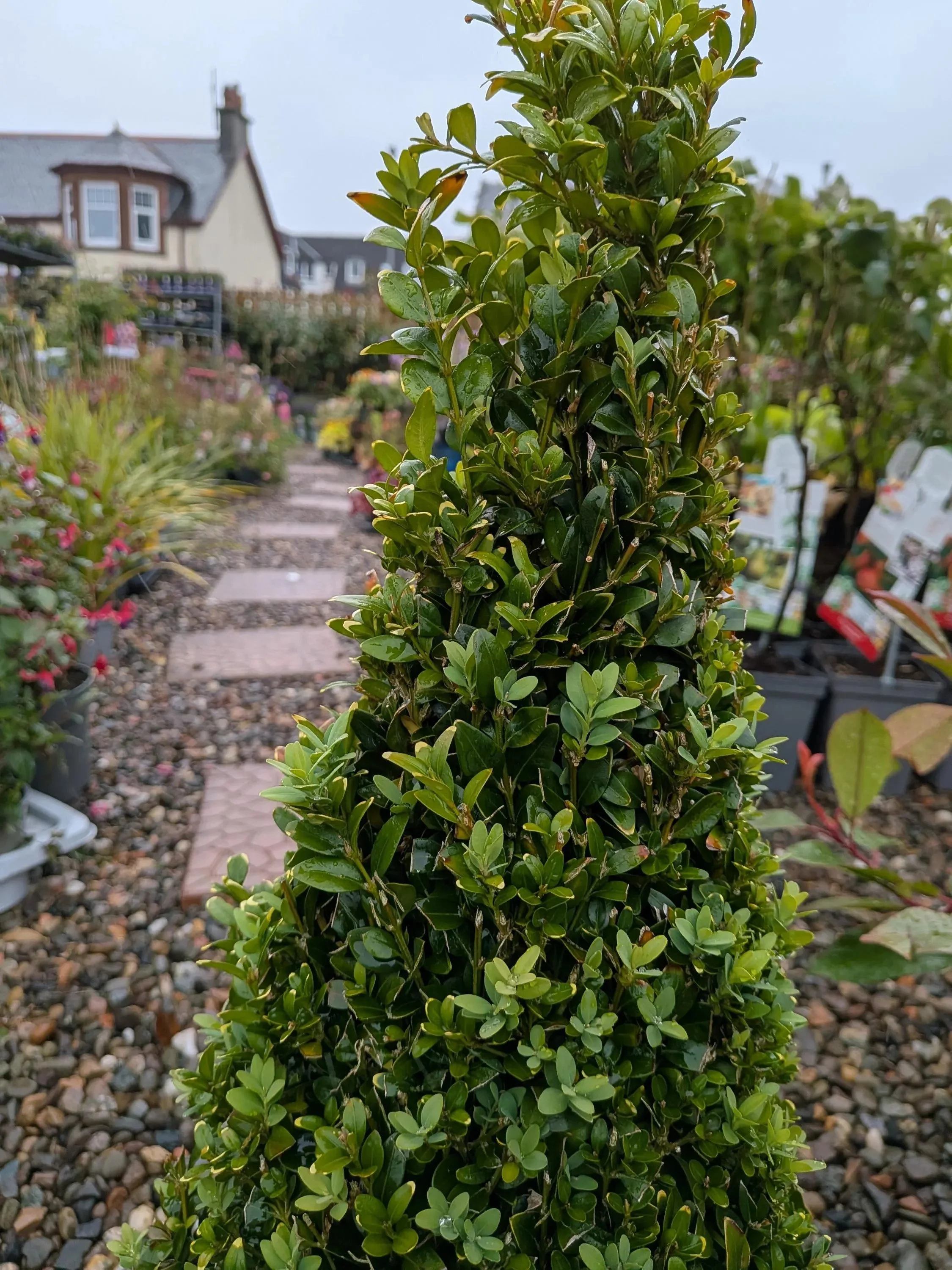 Buxus-2.jpg