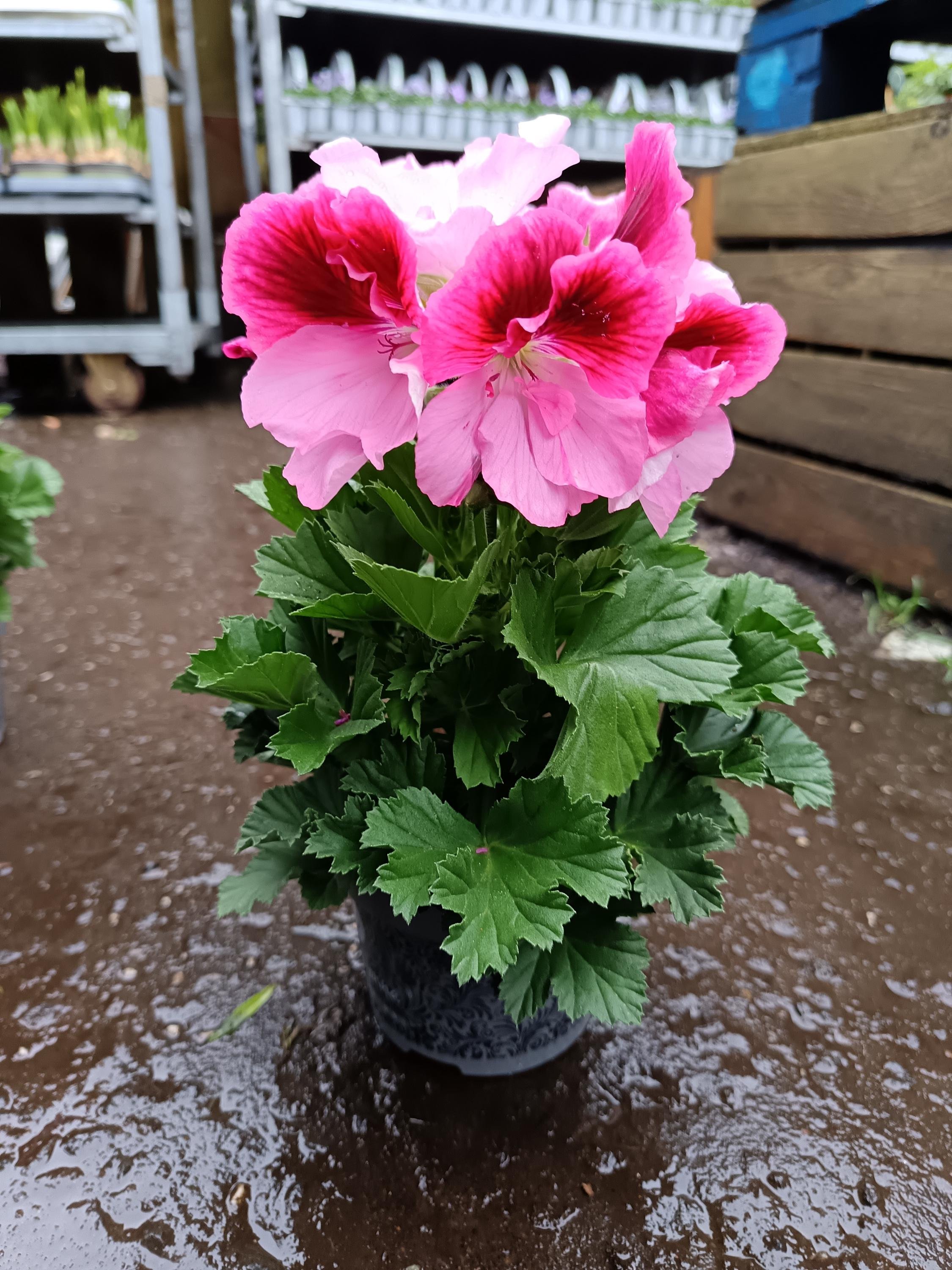 Pelargonium_Plant-4.jpg