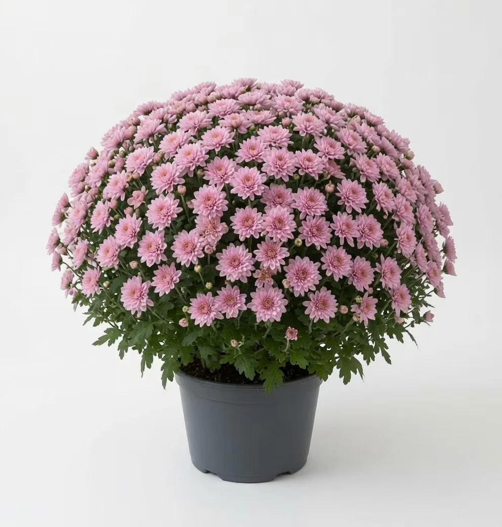 Chrysanthemum_Plant_3L.jpg