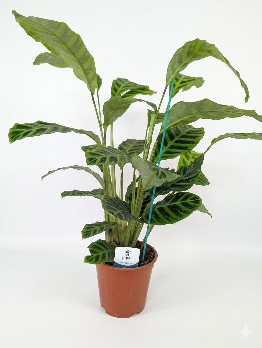 Calathea_Zebrin-1.jpg
