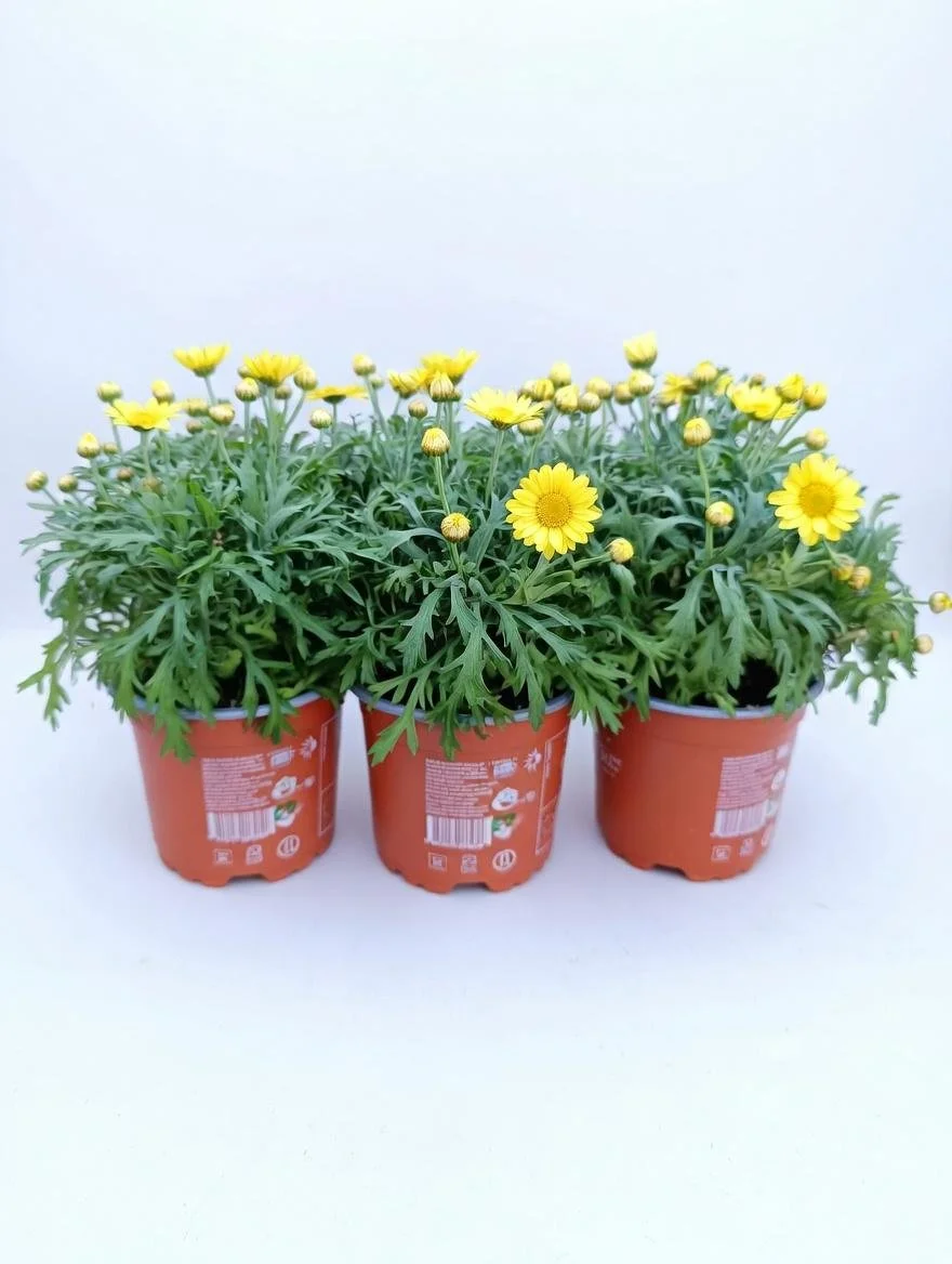 Yellow_Marguerite_Daisy_Plant-2.jpg