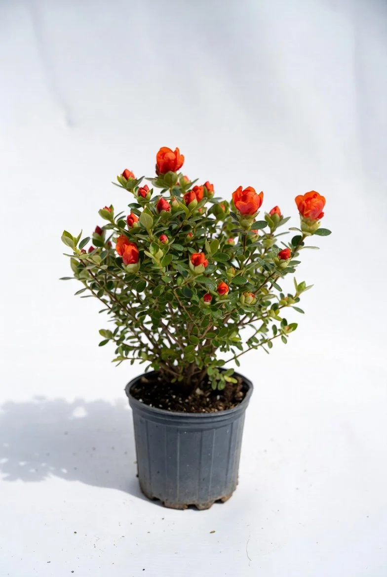 Azalea_Mollis_Deciduous-Potted-1.jpg