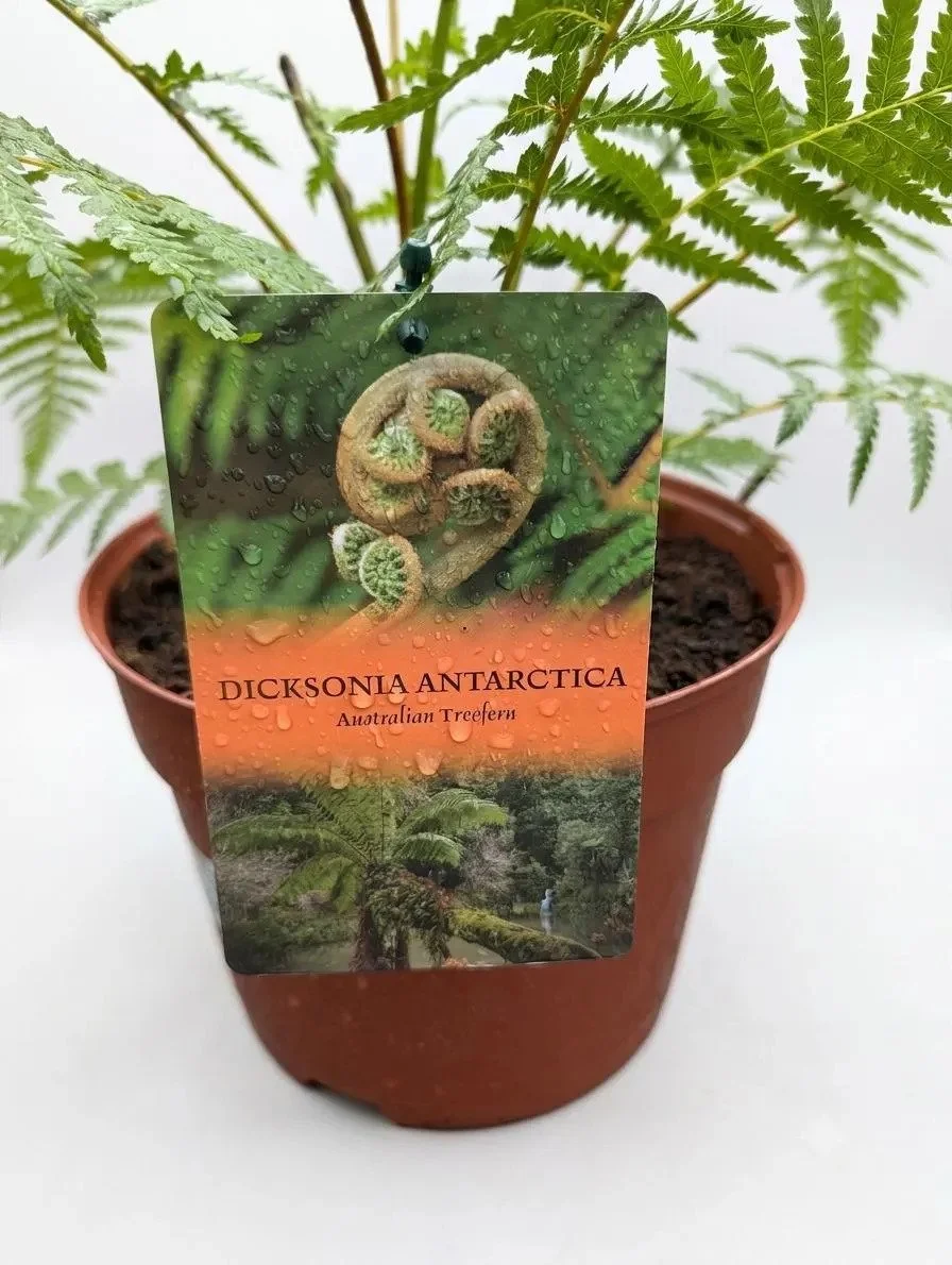 Dicksonia_Antarctica_Tree_Fern-2.jpg