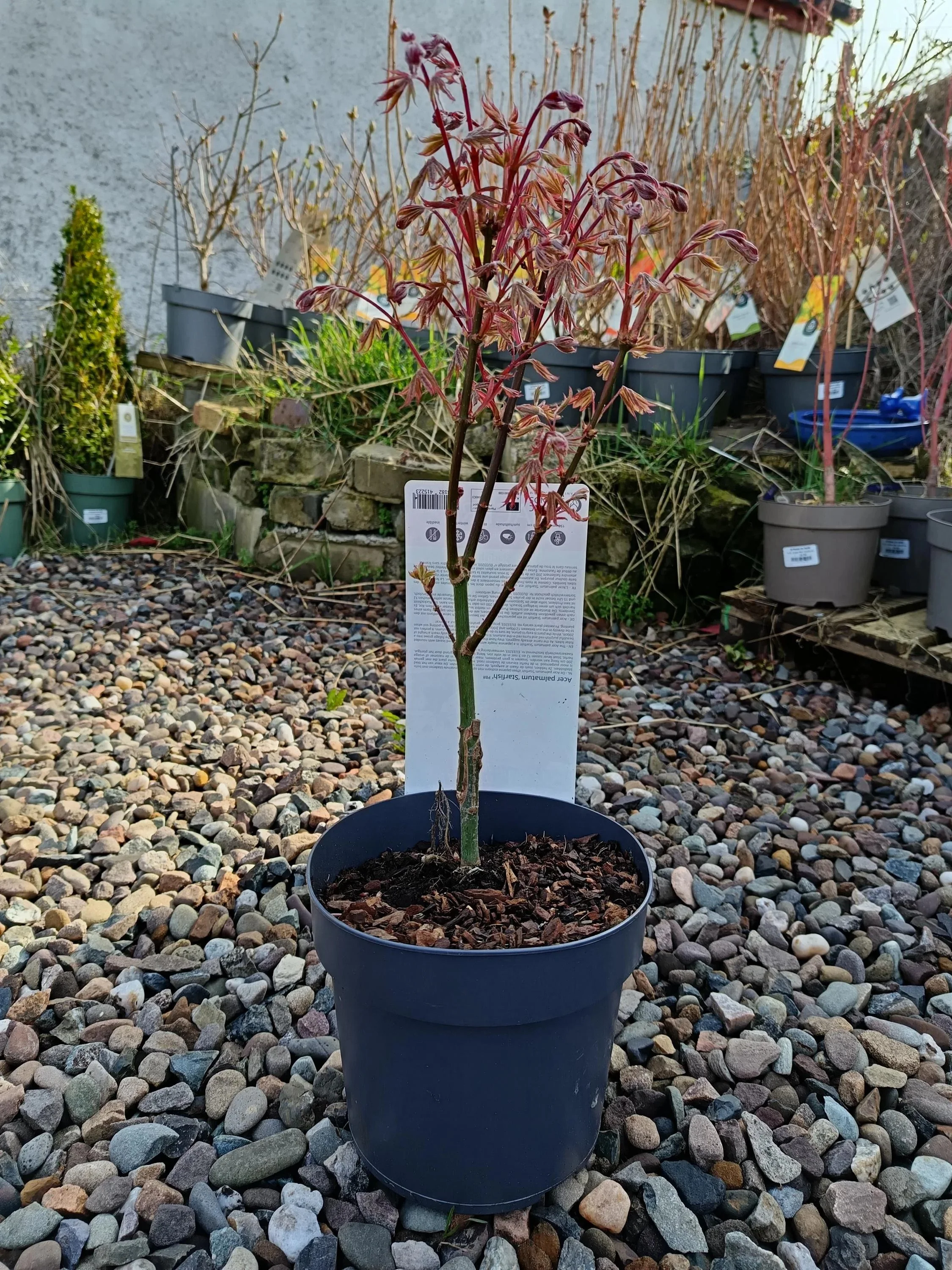 Acer Sumi Nagashi Japanese Maple | 70cm Tall in 3L Pot | Hardy UK Ornamental Tree