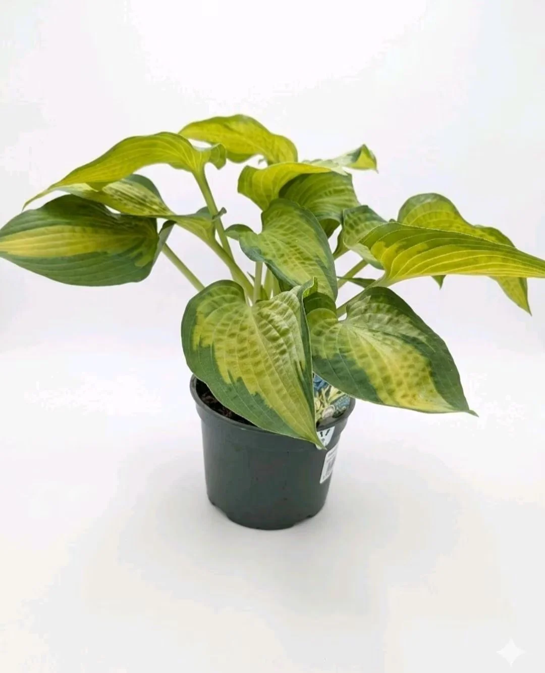 Hosta_Plant.jpg