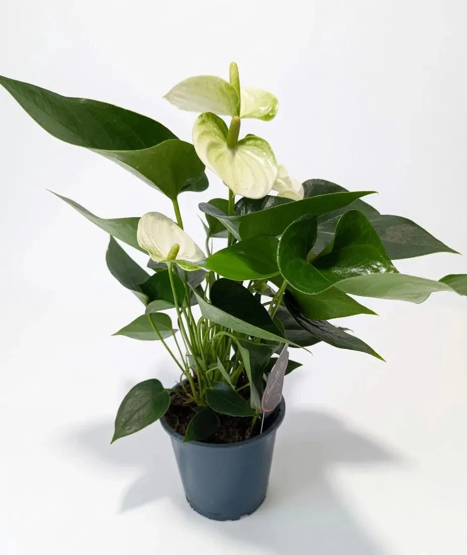 Anthurium_Houseplant-White-2.jpg