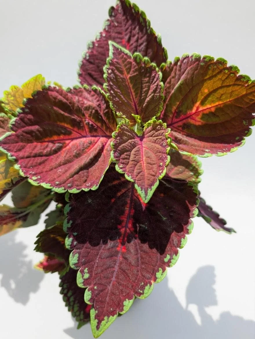 Coleus _Plant-2.jpg