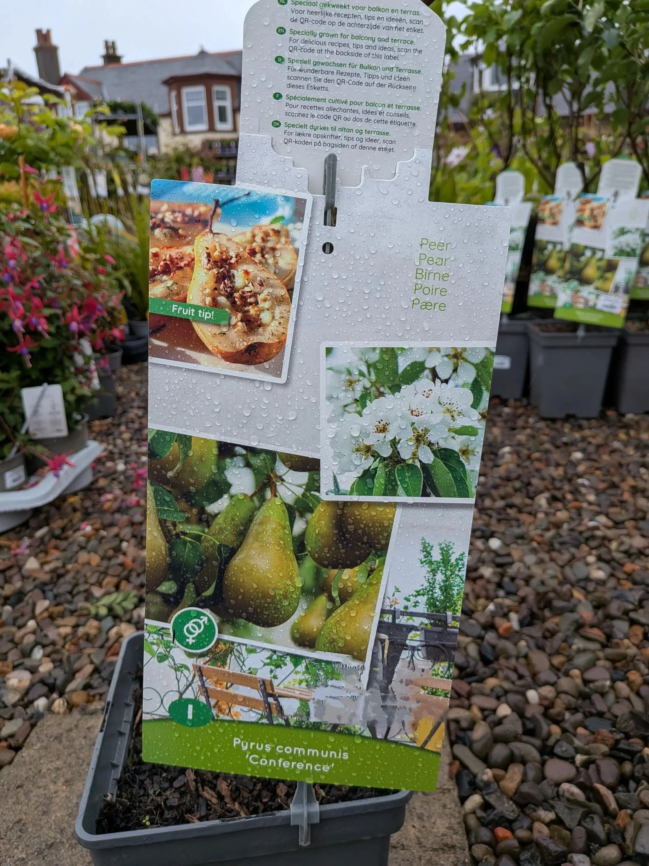 Patio_Fruit_Trees-1.jpg