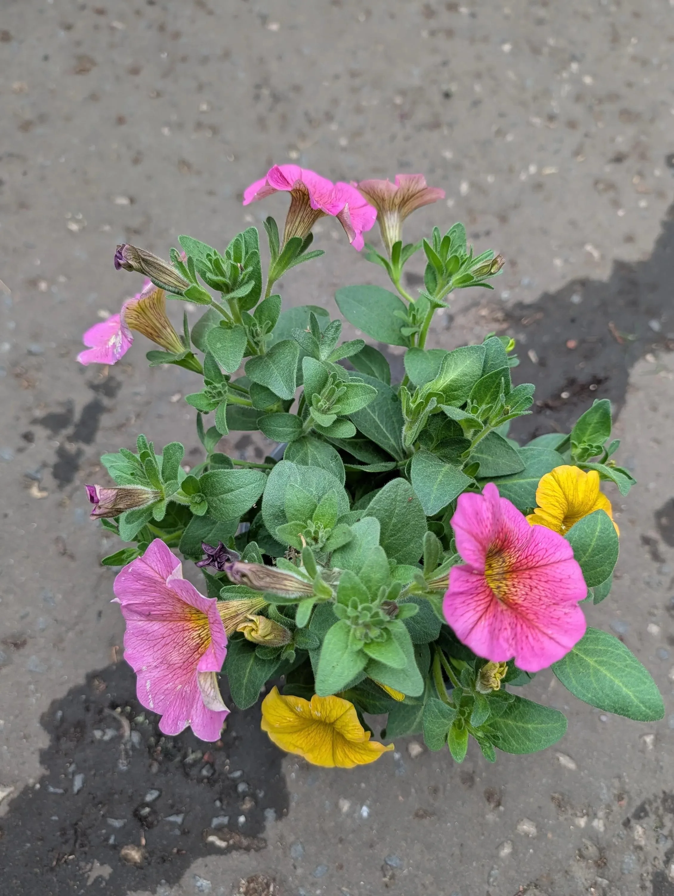 Petchoa_Plants-2.jpg