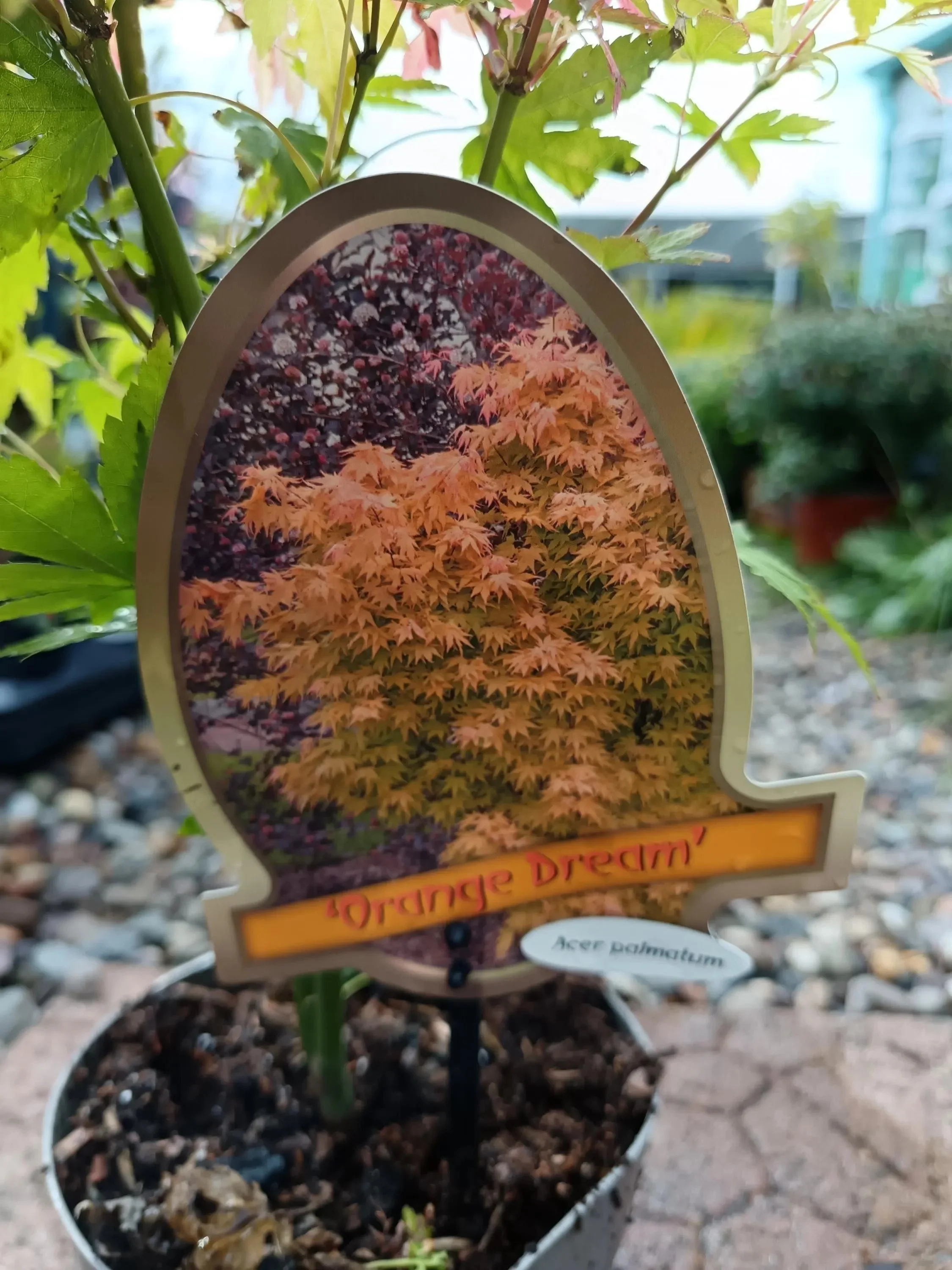 Orange_Dream-1.jpg
