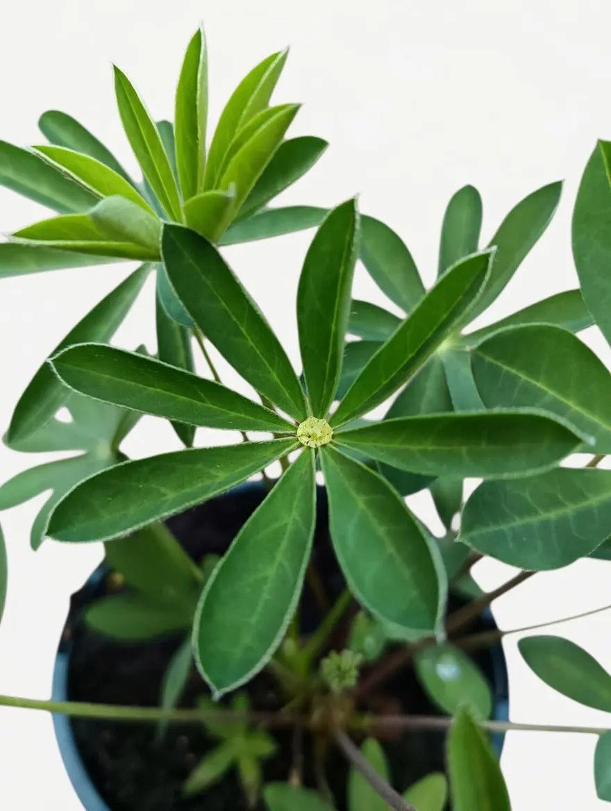 Lupin_Perennial_Plant-3.jpg