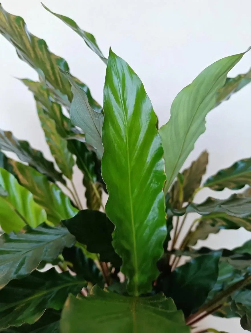 Calathea_Rufibarba-4.jpg