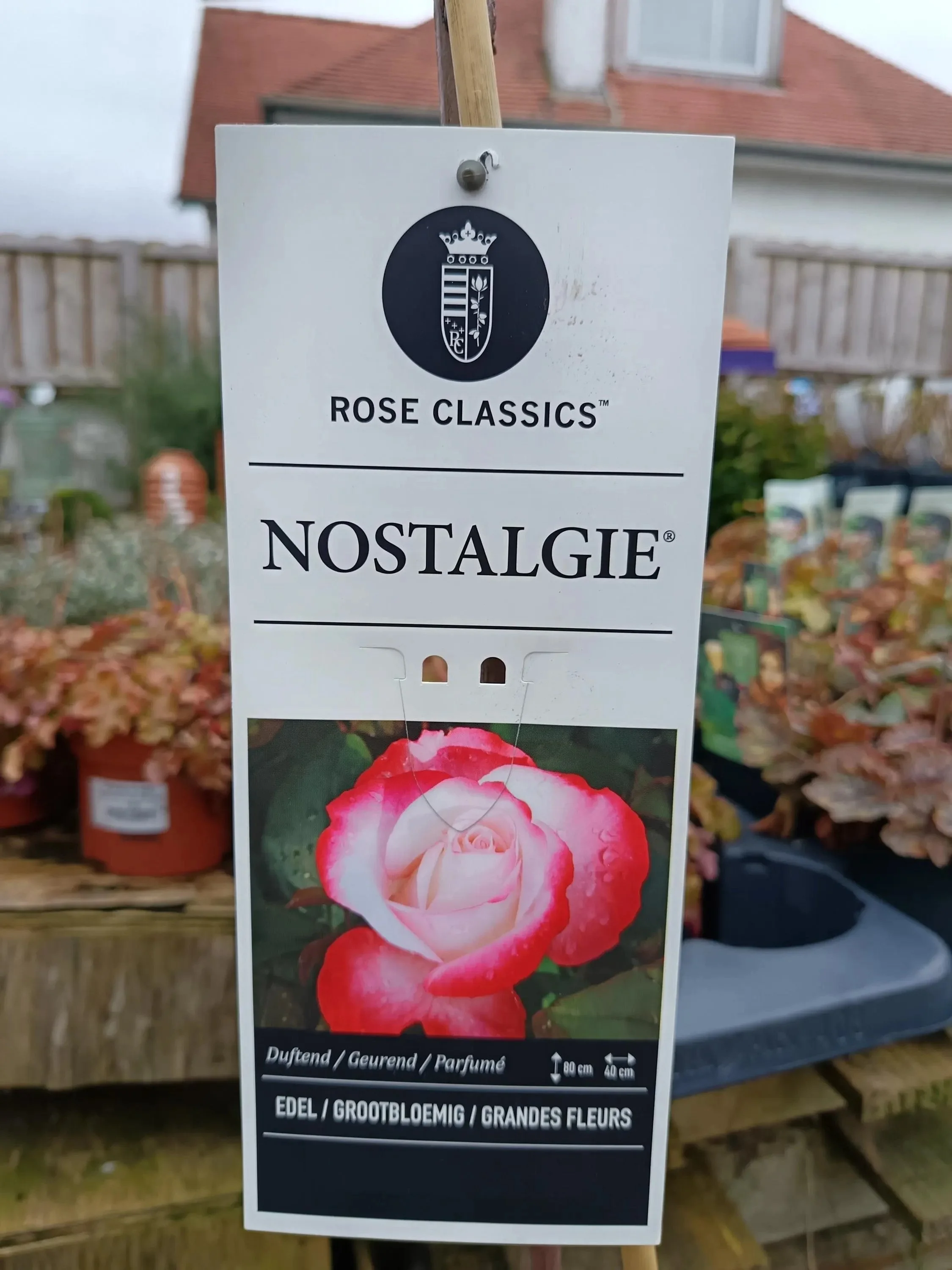 Garden_Roses_ 5L_Pot-Edel.jpg