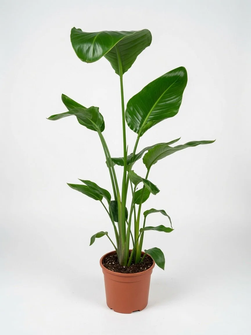 Strelitzia_Nicolai_Plant-4.jpg