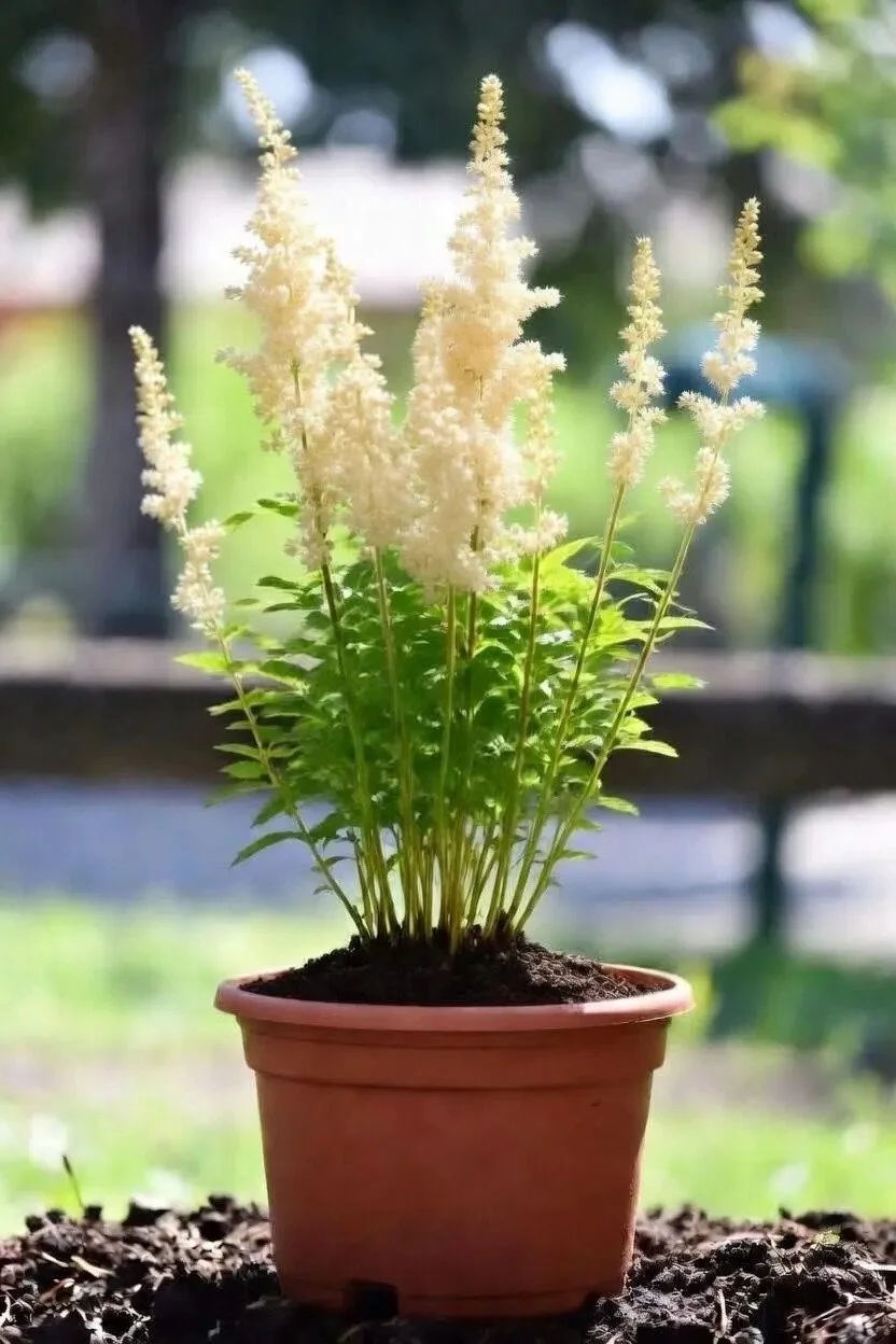 Astilbe_Plants-BW.jpg