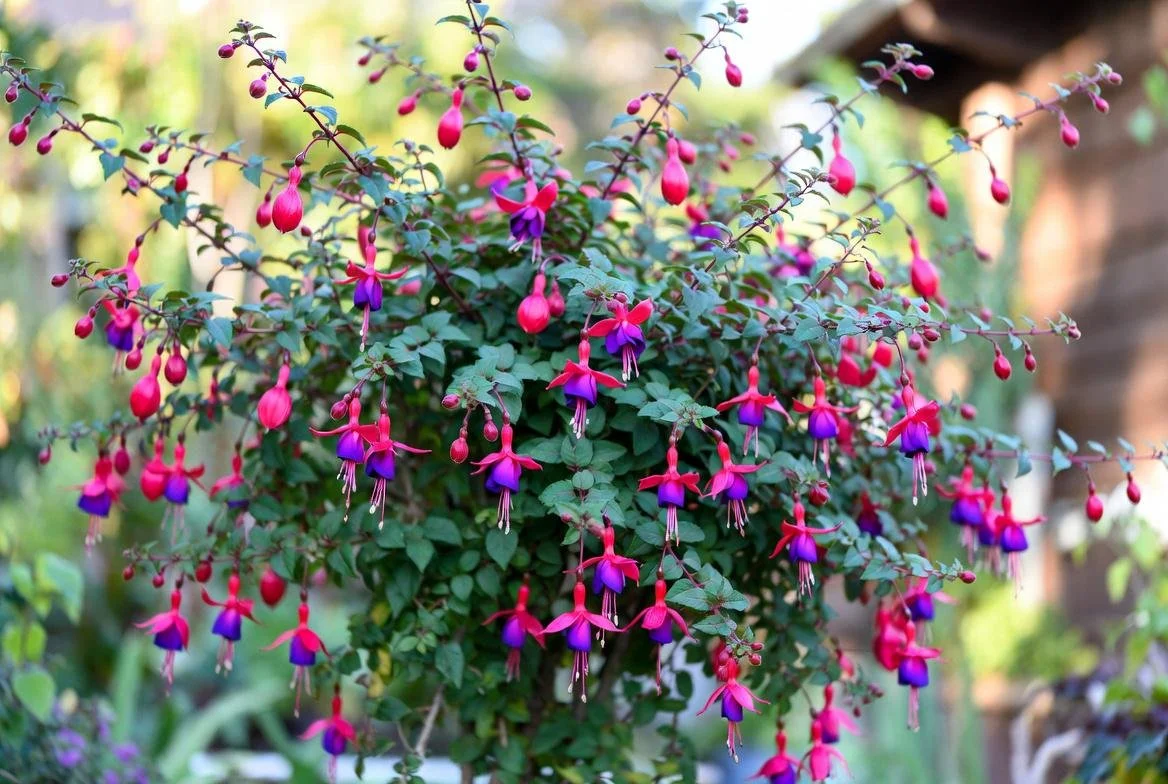 Purple_Fuchsia_Plant-5.jpg