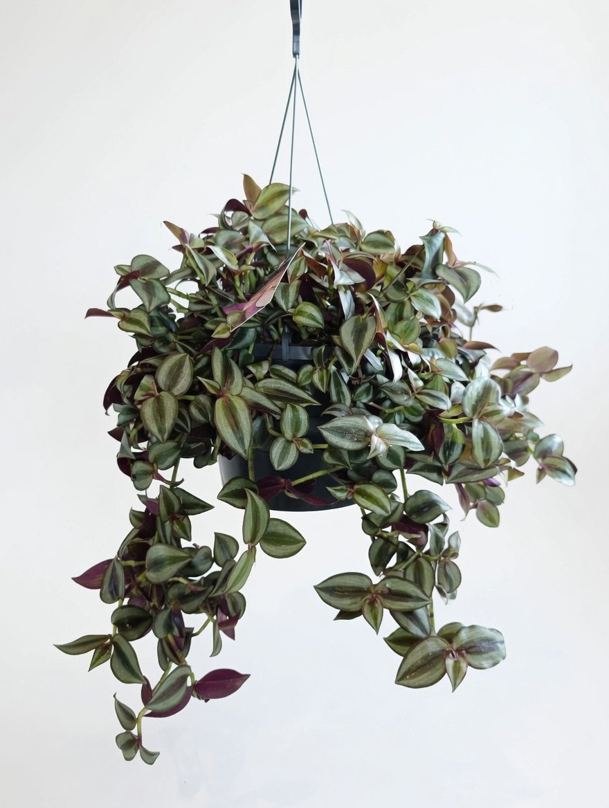 Tradescantia_Zebrina_Plant-White.jpg