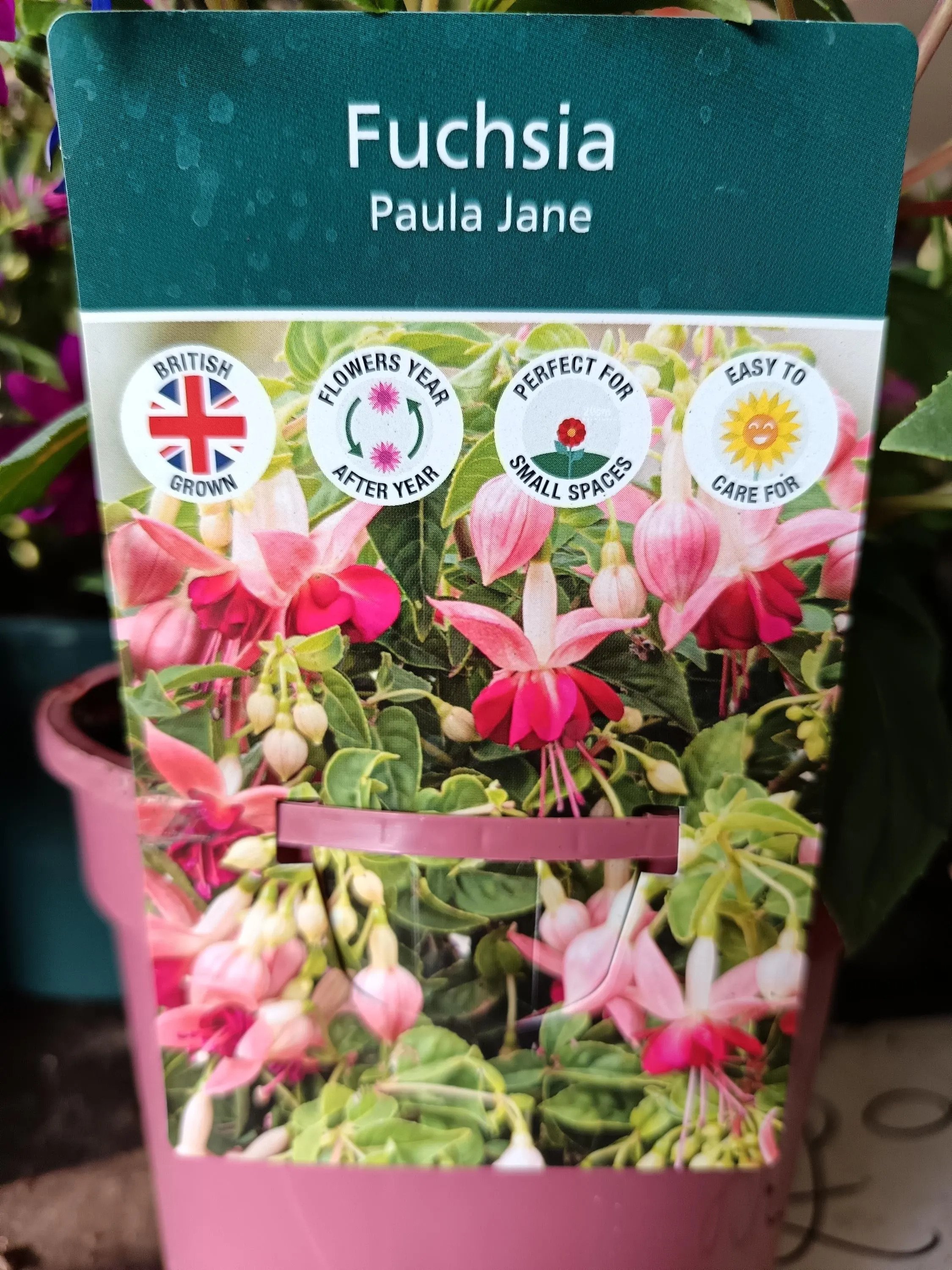 Pink_Purple_Fuchsia_Plants-4.jpg