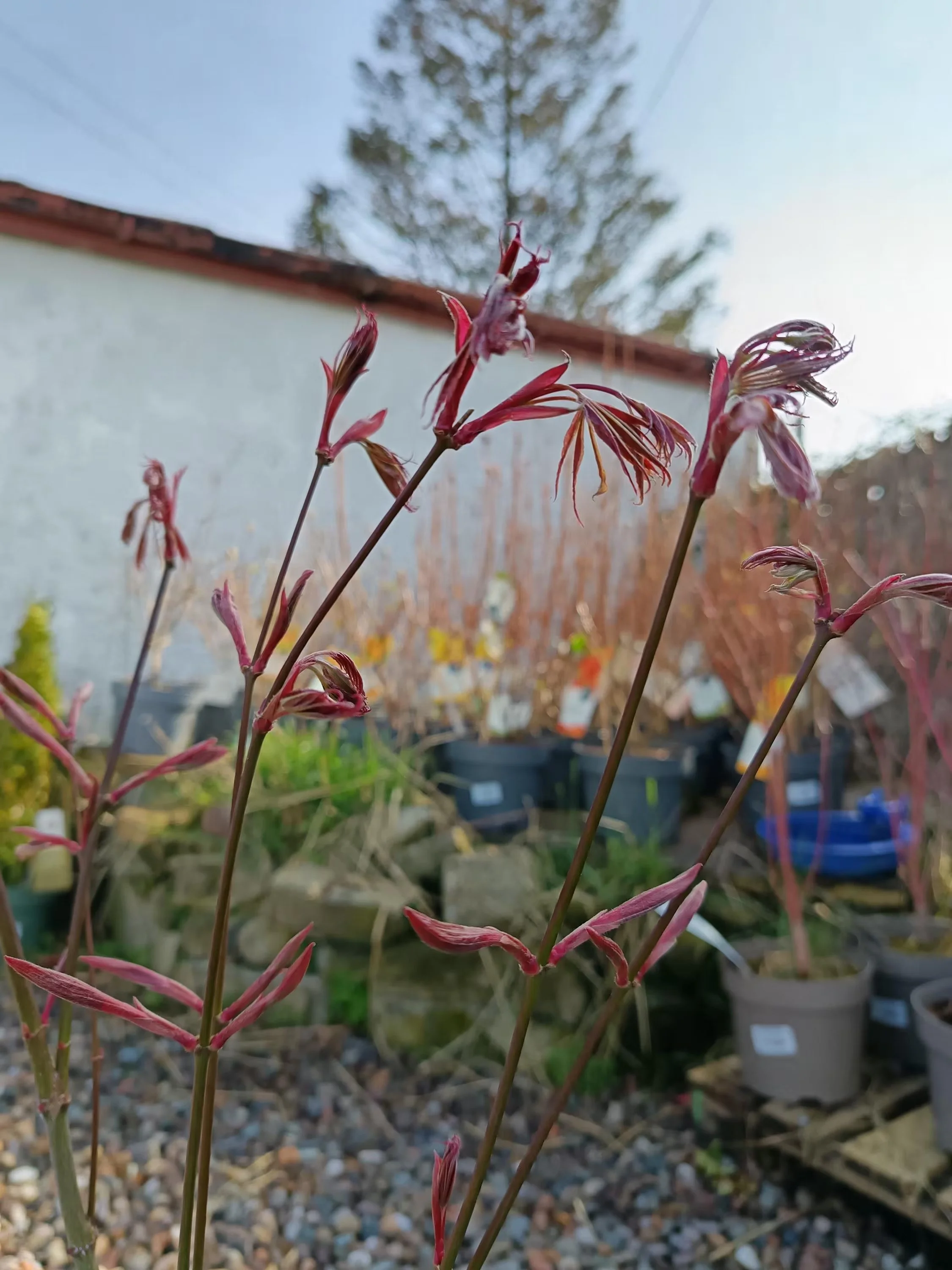 Acer_Sumi-2.jpg