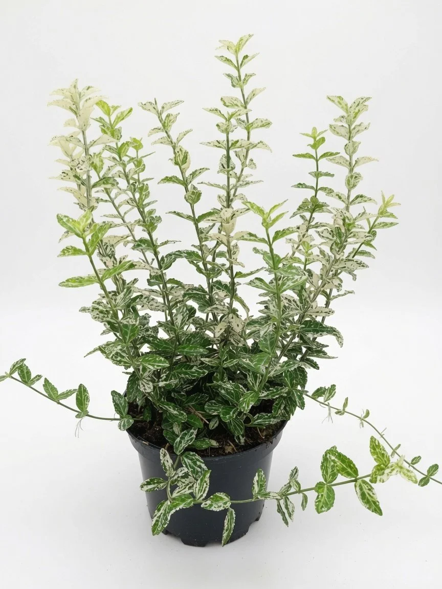 Euonymus_Japonicus-4-1.jpg