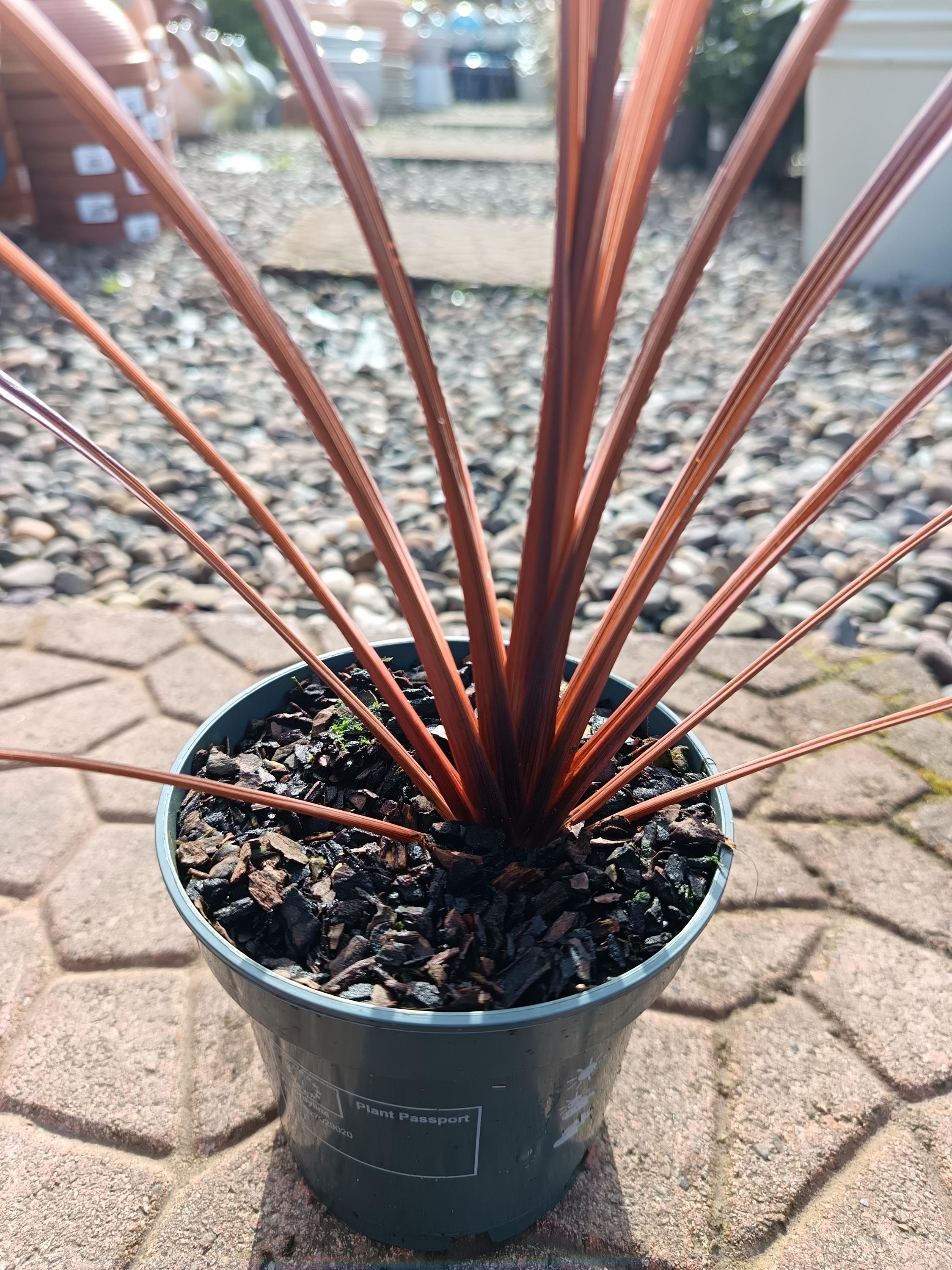 Cordyline_Australis_Red_Plant-1.jpg