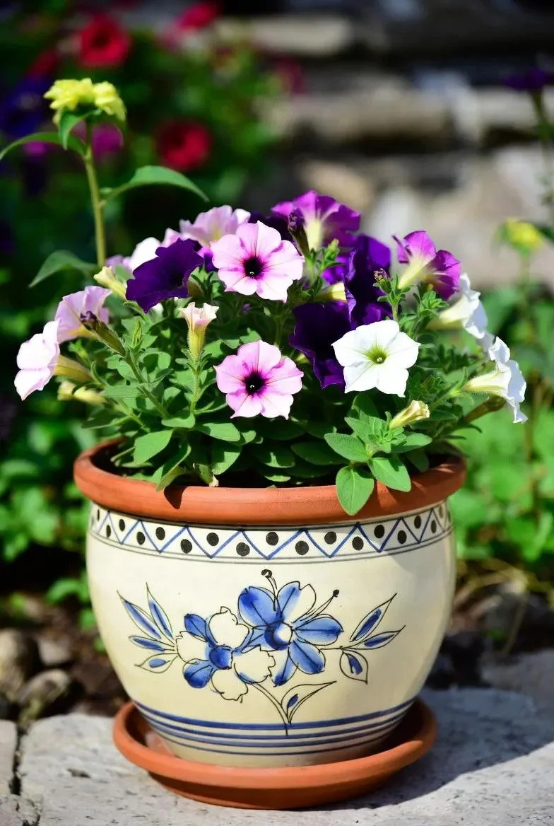 Petunia Plants in 10.5cm Pots | Summer Flowering Plants in Various Colours