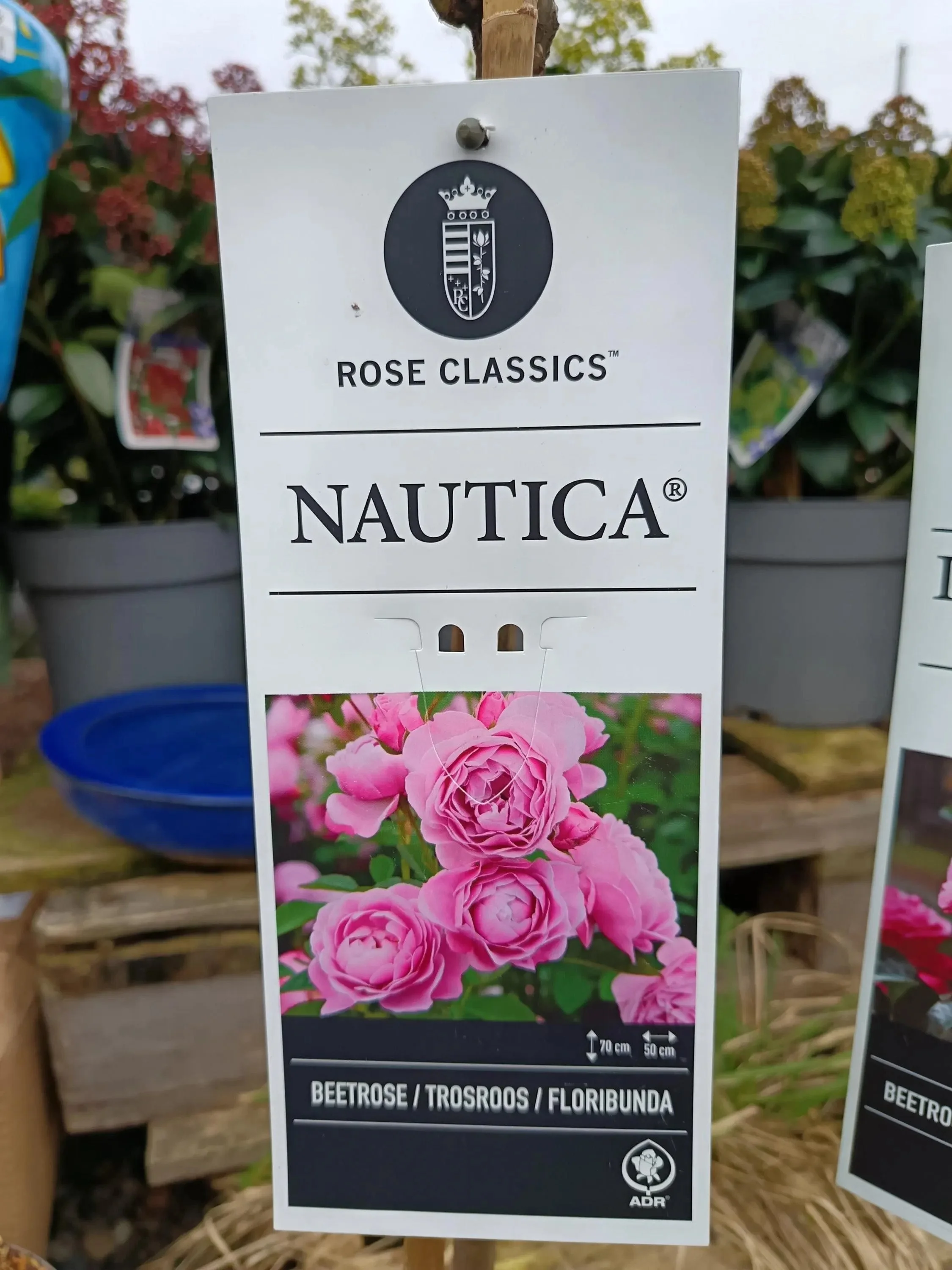 Garden_Roses_ 5L_Pot-Nautica.jpg
