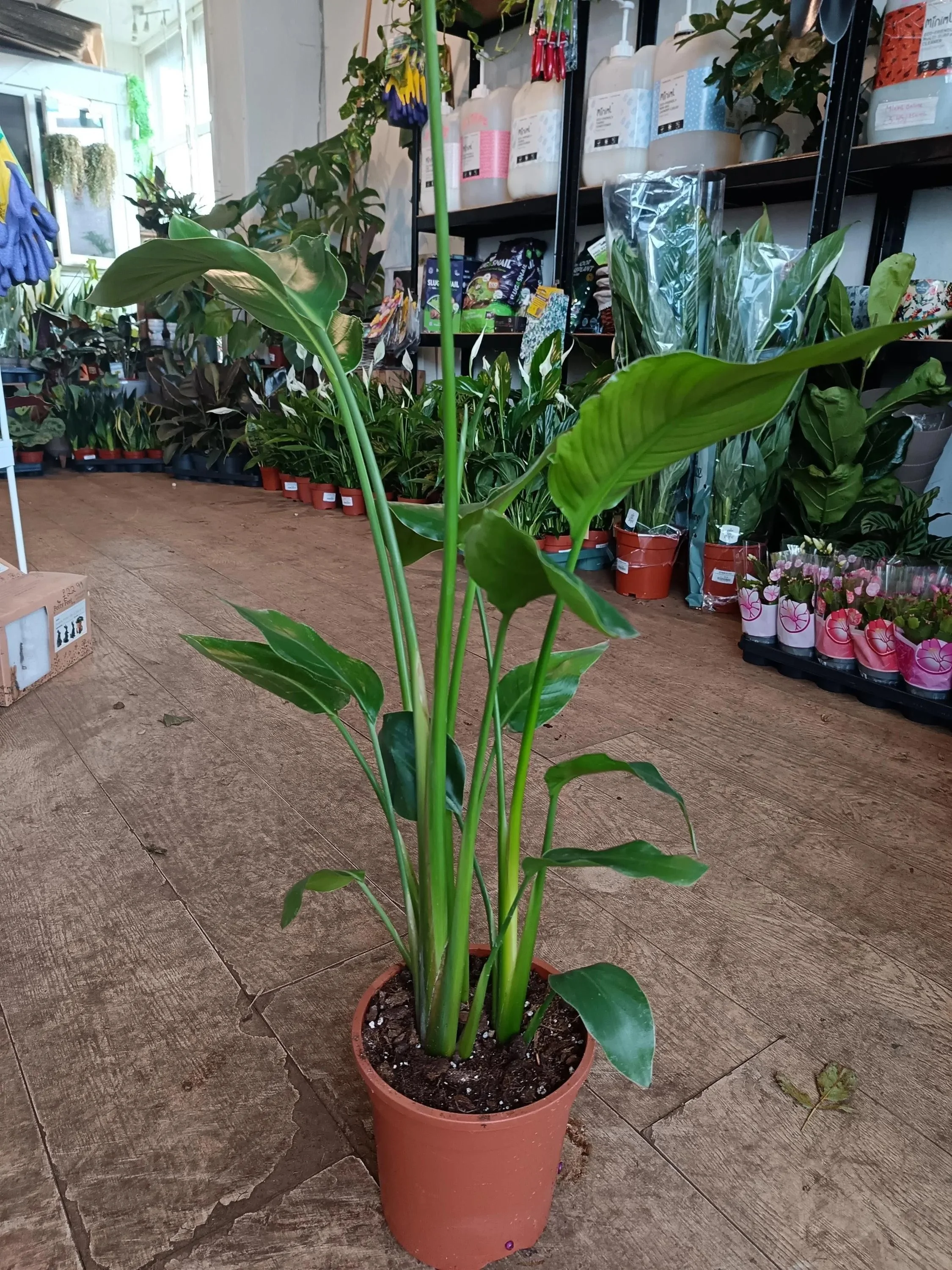 Strelitzia_Nicolai_Plant-5.jpg