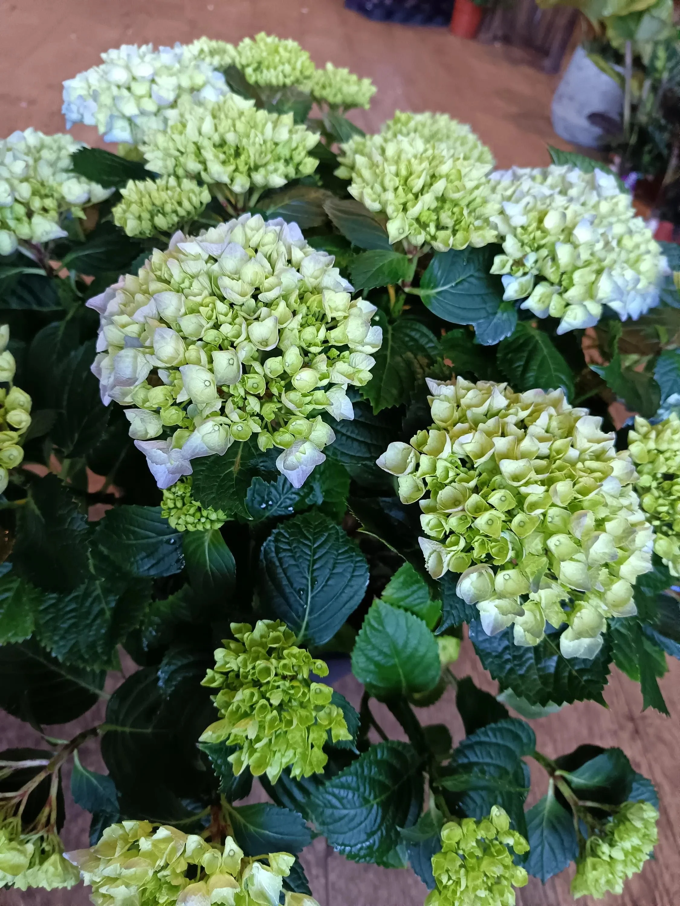 Blue_Hydrangea_Shrub-2.jpg