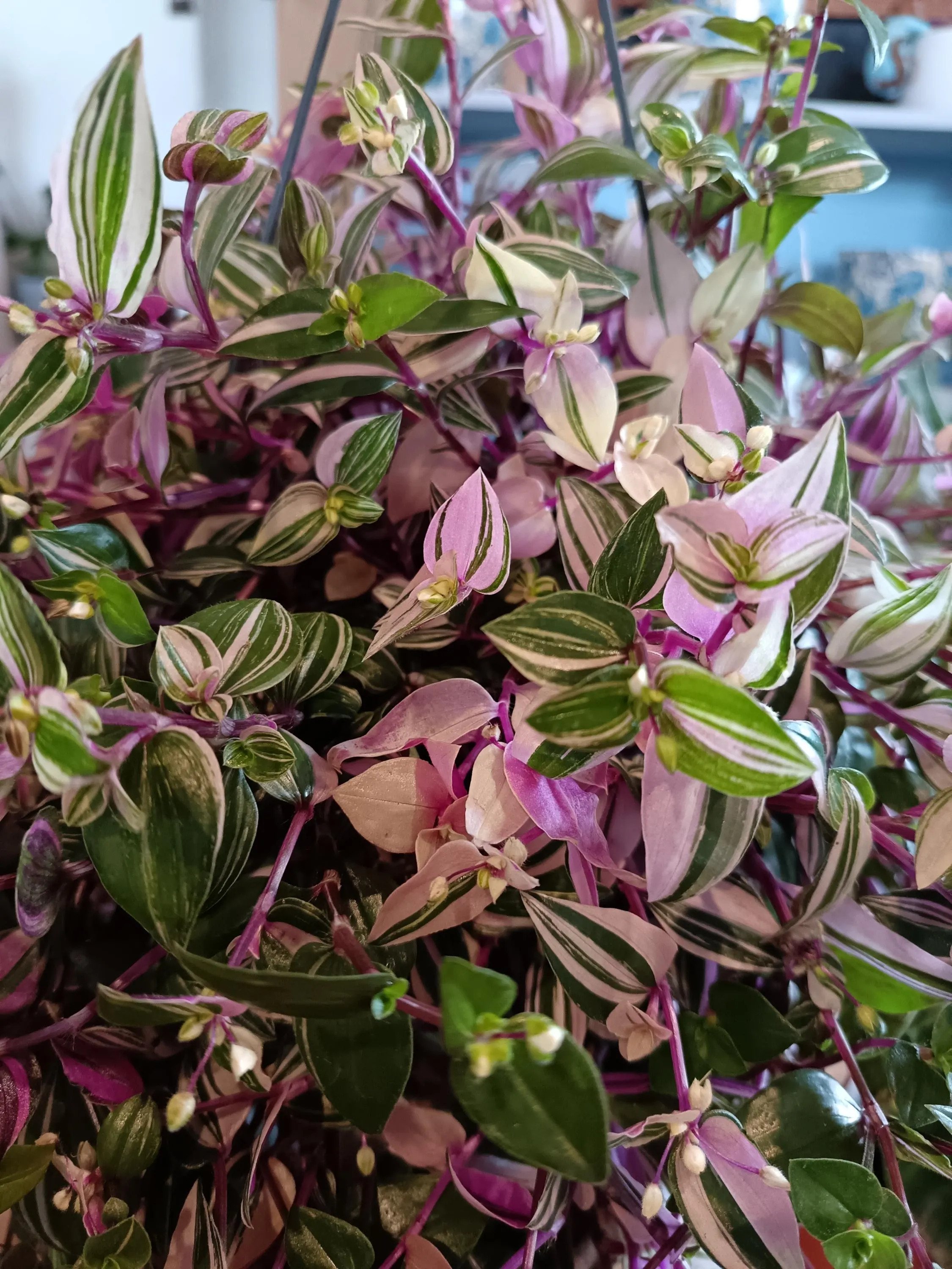 Tradescantia_Tricolour-2.jpg