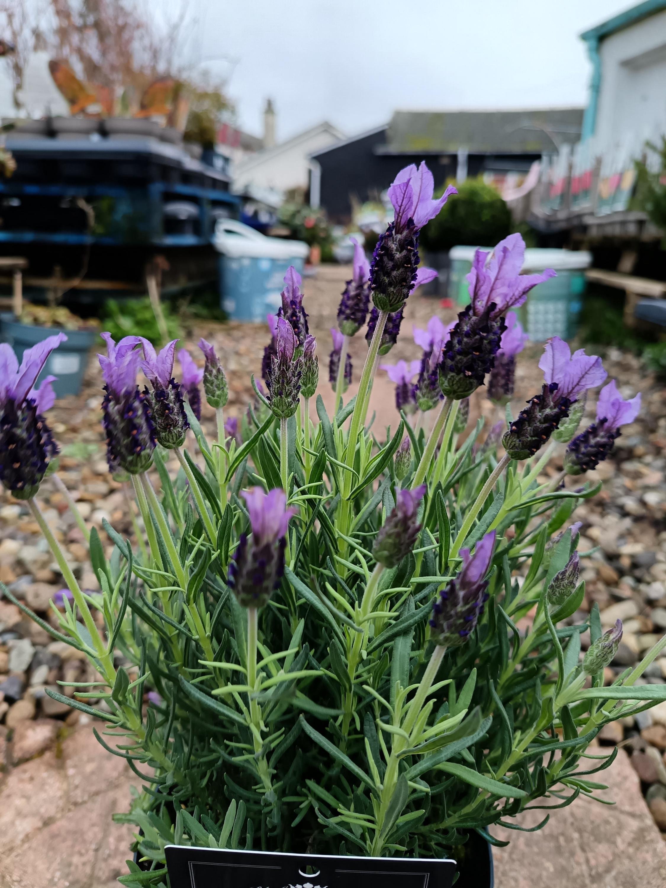 Lavender_Plant-4.jpg