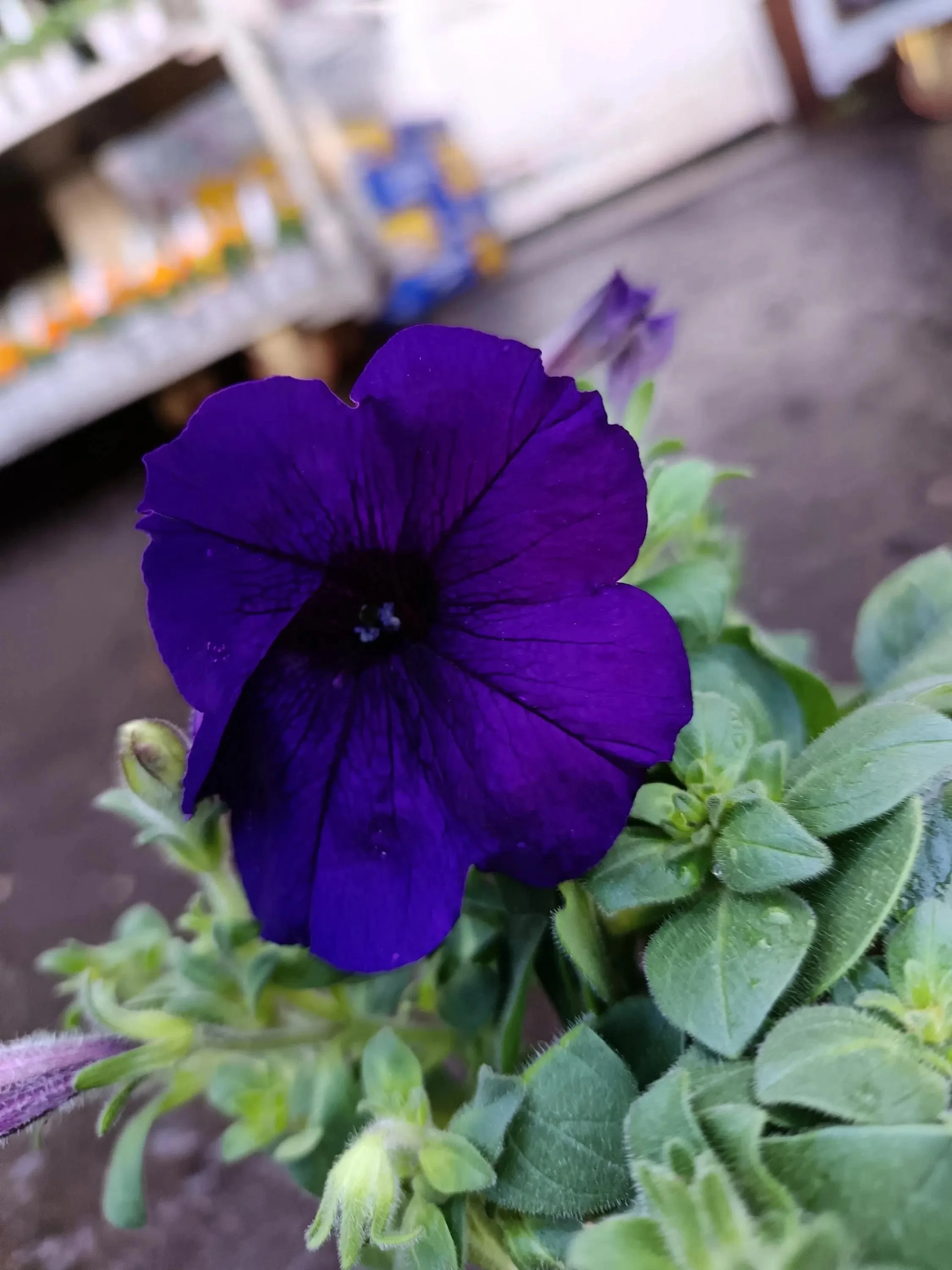 Petunia_Plants-9.jpg