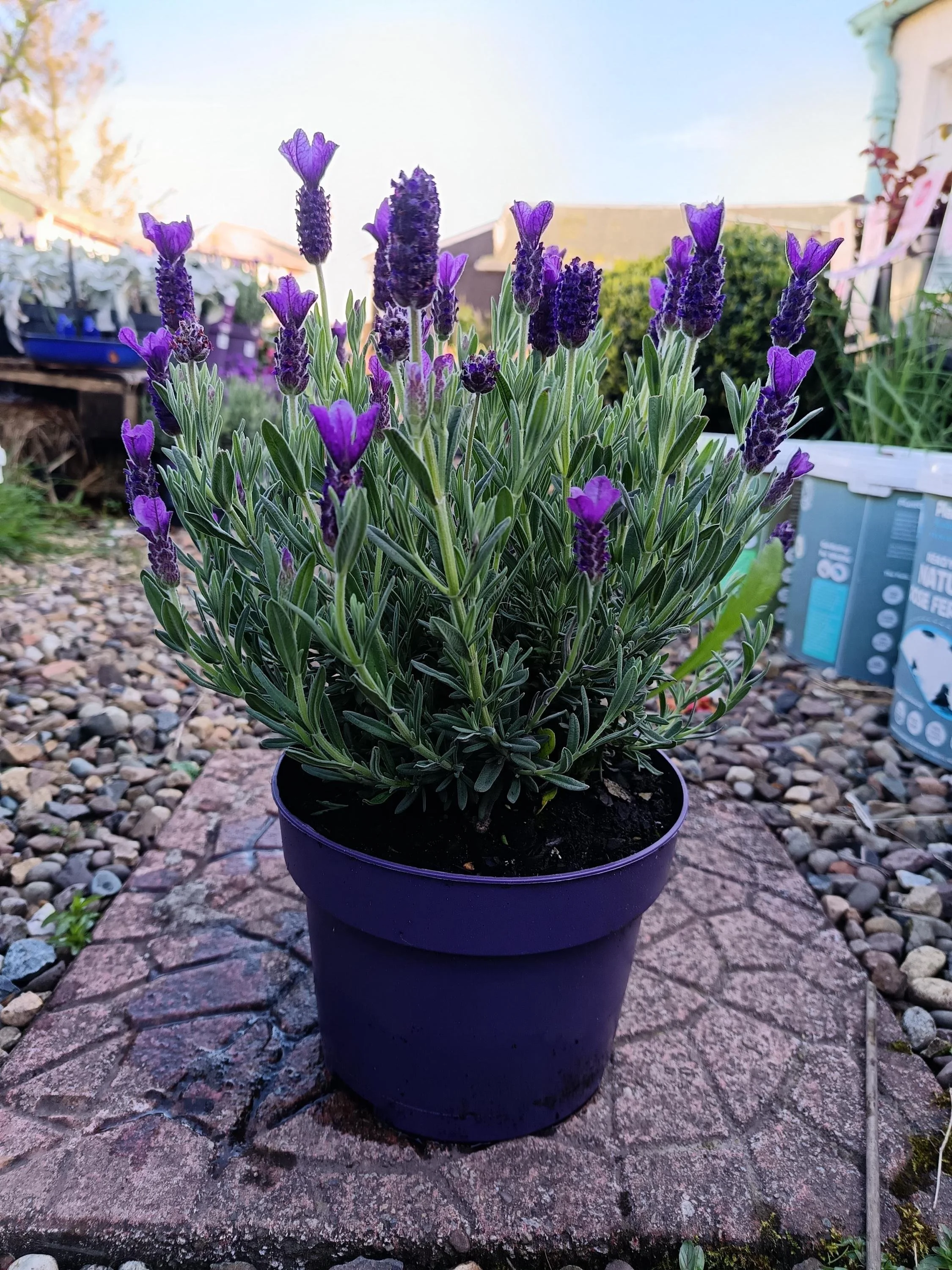 Lavender_Plant-8.jpg