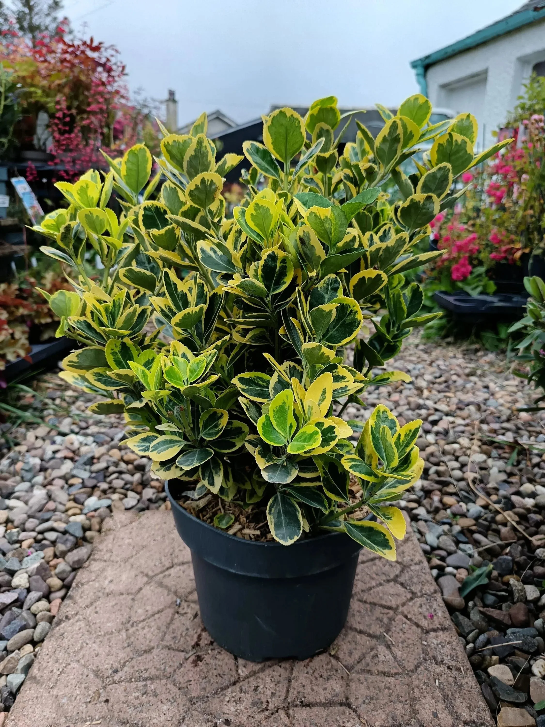 Euonymus_5L-Eounumys.jpg